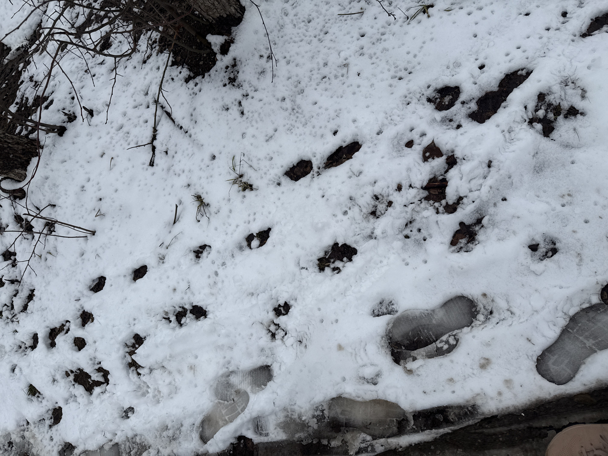 The scene shows snowy ground with various footprints. There are small, irregular depressions in the snow, likely from animal tracks, and larger, distinct footprints that appear to be from human footwear. Some areas show exposed ground or debris where the snow has been disturbed or has melted. At the edge of the frame, there is a patch of tree branches, which possibly indicates an adjacent forest or wooded area.