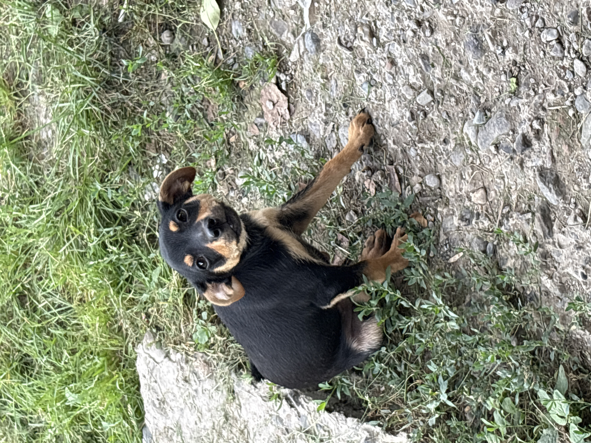 A small, black and tan puppy sits on the ground. The puppy is looking up and to the right of the camera. The ground is covered in dirt, small stones, and patches of green grass and weeds. To the left of the puppy is a large, light-colored rock. The background consists of more green grass. The image appears to have been taken outdoors. The exact location within Malinovo, Russia, is not specified in the visual evidence.