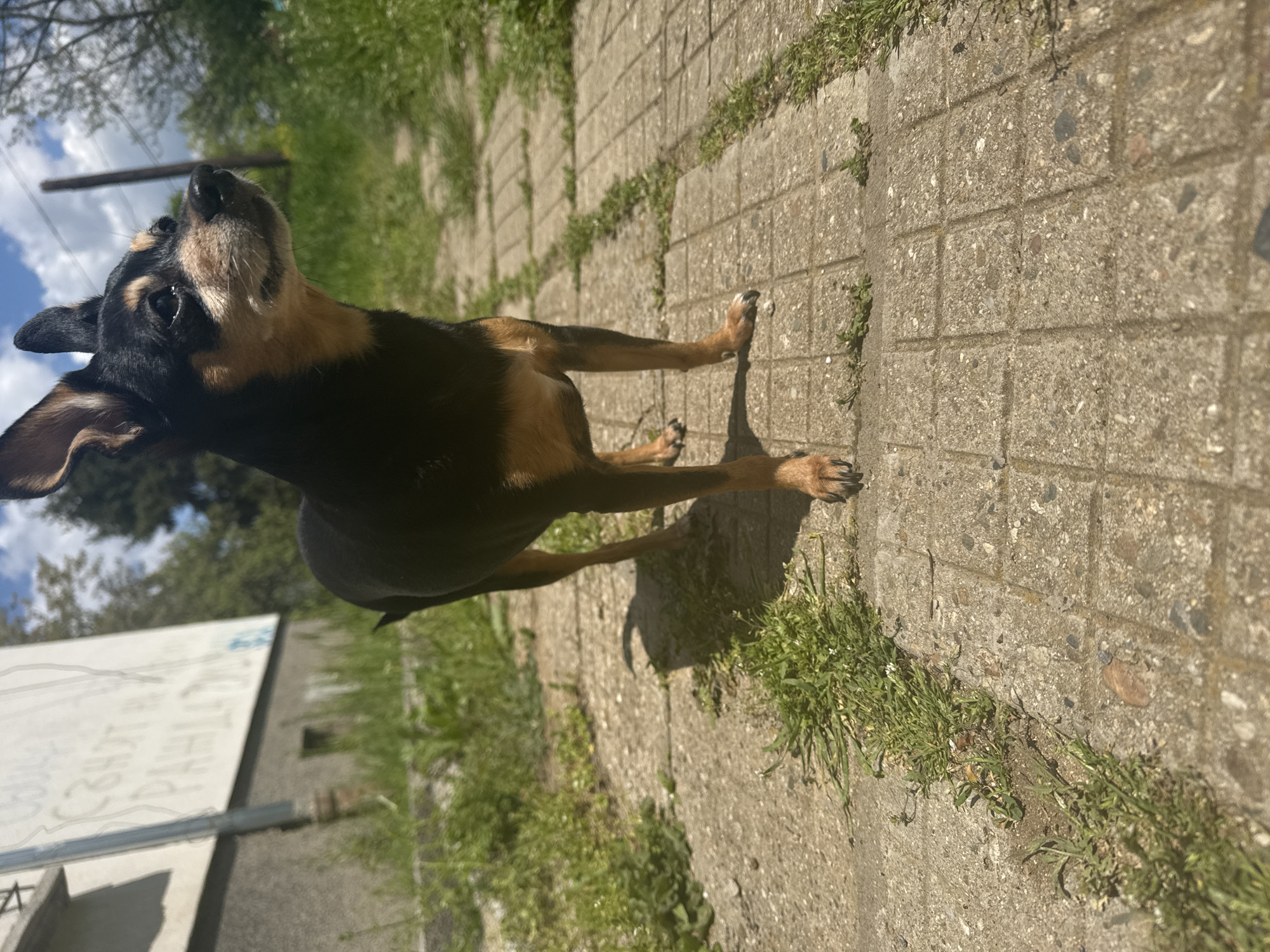 A medium shot, taken from a low angle, showcases a black and tan dog standing on a paved walkway on a sunny day. The dog is the main subject, standing with its head tilted upwards. The paved walkway, made of square concrete blocks, runs diagonally across the frame, with grass growing in the cracks between the blocks. In the background, a building with a graffitied wall is visible on the left side of the frame. Trees and the sky can be seen in the far background. The location is in Sofia, Bulgaria.