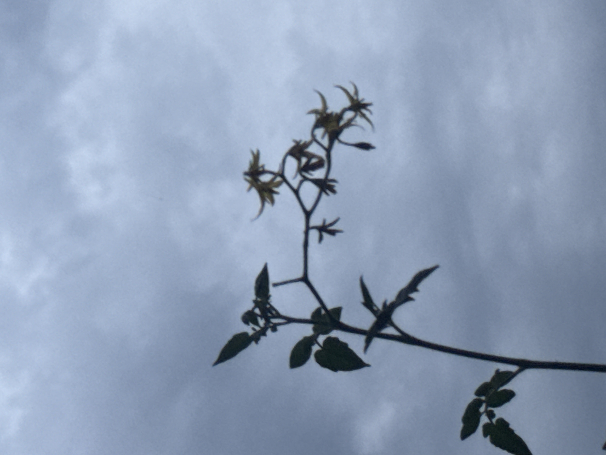 A silhouetted tomato plant with several yellow flowers is pictured against a cloudy, overcast sky. The plant is positioned in the foreground, with its stem and leaves visible in silhouette. The flowers are small and star-shaped, with pointed petals. The sky is a uniform gray, with some wispy clouds visible. The location in Navbahor, Uzbekistan is not discernible from the image.