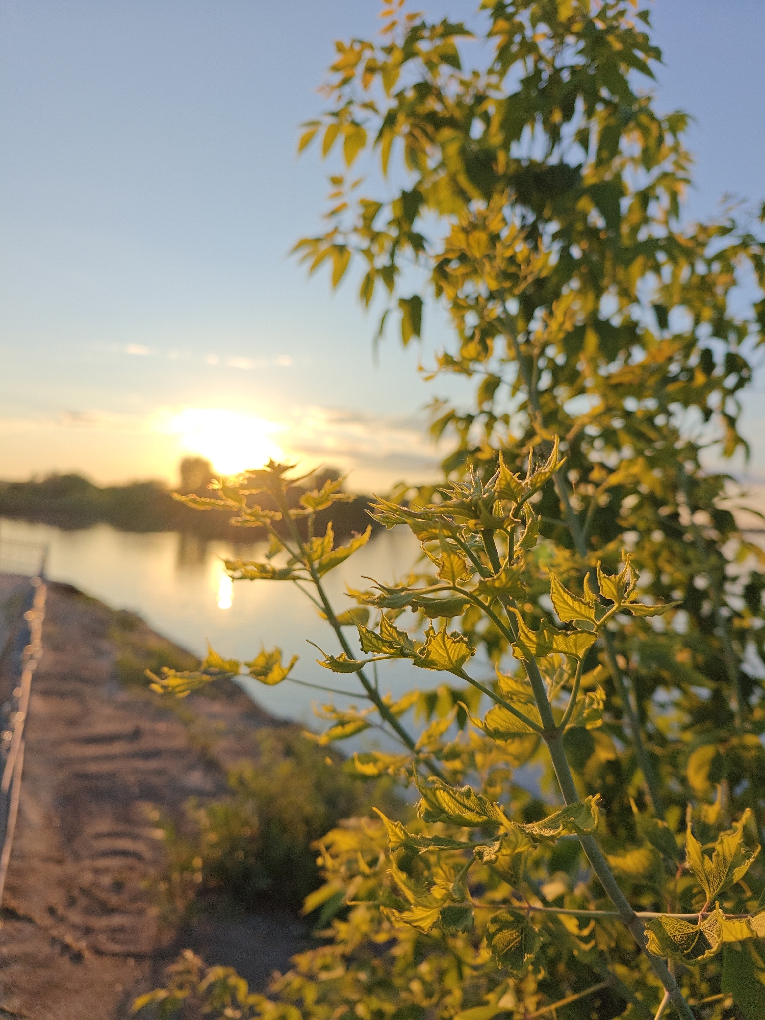 This image, captured in Nikolo-Beryozovka, Russia, depicts an outdoor landscape scene during either sunrise or sunset. The foreground is dominated by a sharply focused branch of a plant or young tree, featuring numerous yellowish-green leaves. These leaves are strongly backlit by the sun, appearing translucent, with visible venation and subtle surface texture; some leaves exhibit slightly curled edges. This plant occupies the lower and central-right portions of the frame.
In the blurred midground, a calm body of water, likely a river or canal, stretches horizontally across the scene, reflecting the golden light of the sun. Along the left bank of this water body, a narrow, unpaved path or dirt road extends from the lower-left corner towards the center. Indistinct vertical elements, possibly fence posts or a railing, are discernible along the edge of this path. The opposite bank features blurred landmasses and vegetation.
The background consists of a clear sky, which transitions from an intense golden-orange near the horizon where the sun is positioned, to a lighter blue towards the top of the frame. A prominent, overexposed sun is visible on the horizon, casting a strong, warm light across the entire scene and creating a distinct reflection on the water. Additional blurred foliage, consistent with trees or bushes, is visible against the sky in the upper-right quadrant. No individuals, specific actions, or interactions are observable within the image.