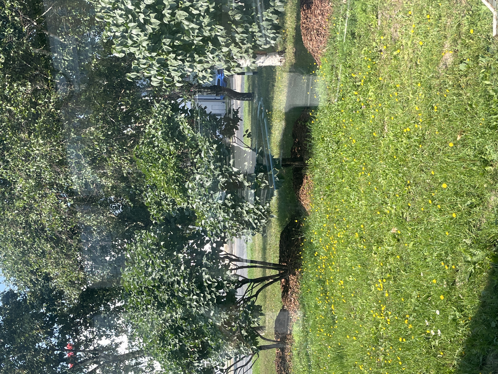 An outdoor scene, possibly in Moscow, Russia, captures a sunlit day with lush greenery and a scattering of yellow wildflowers. Several trees with dense foliage are prominent, some with light-colored bark. In the foreground, a well-maintained lawn is dotted with small yellow flowers and a few white daisies. Mulch is visible around the base of the trees, suggesting a park or landscaped area. A thin, light-blue hose lies on the grass, curving through the scene, possibly indicating recent watering. In the background, a blue car is visible on a road, with buildings and more trees in the distance. The scene is viewed through a reflective surface, likely a window, which creates subtle glares and distortions. No people are present.