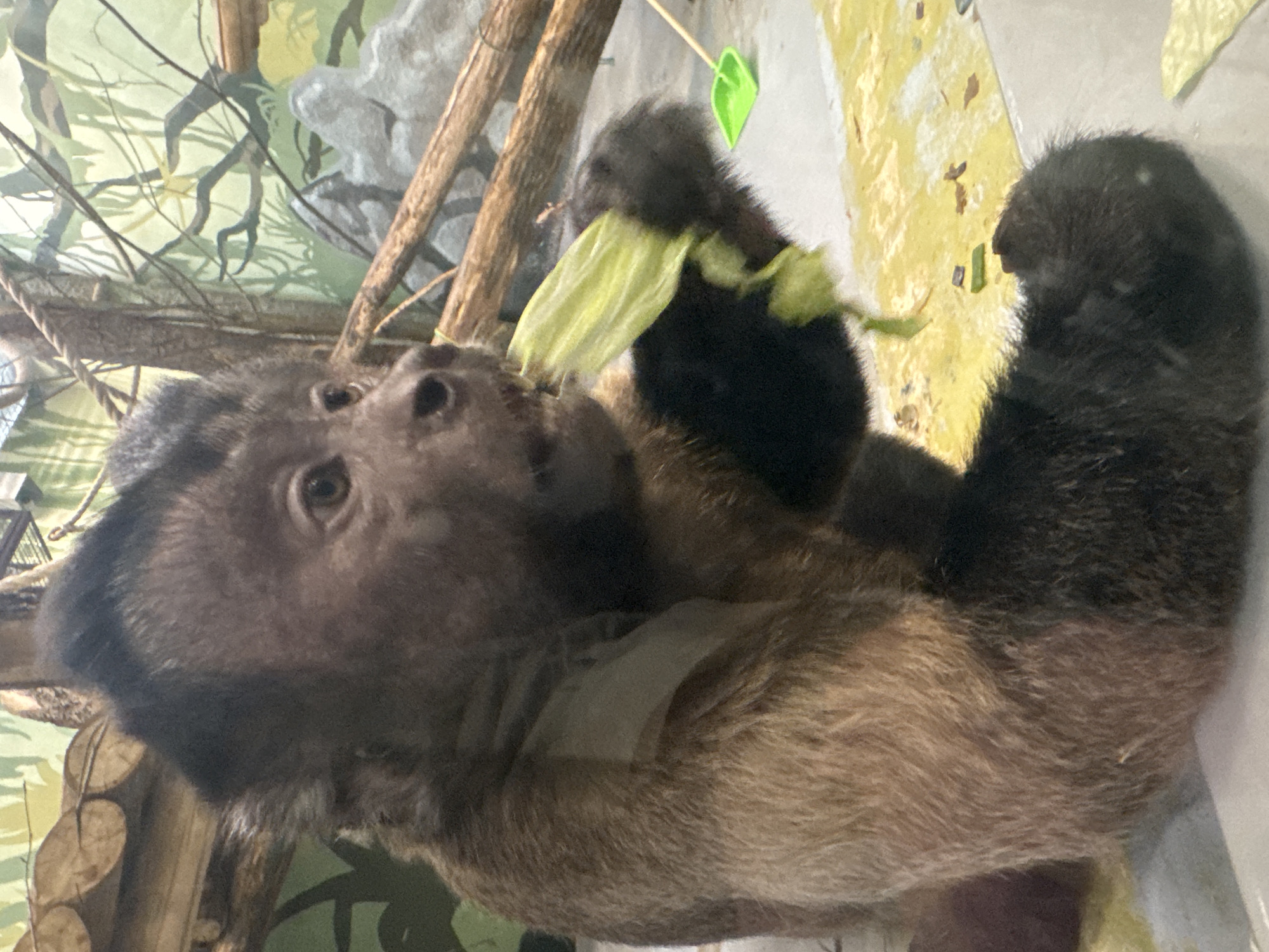 A medium-close up shot shows a capuchin monkey eating a light green leaf. The monkey has dark brown fur on its head and limbs and lighter brown fur on its torso. It is holding the leaf with both hands, which are dark brown. The background includes a mural of a jungle, with some logs and branches. It is located in the Perm Zoo in Perm, Russia.