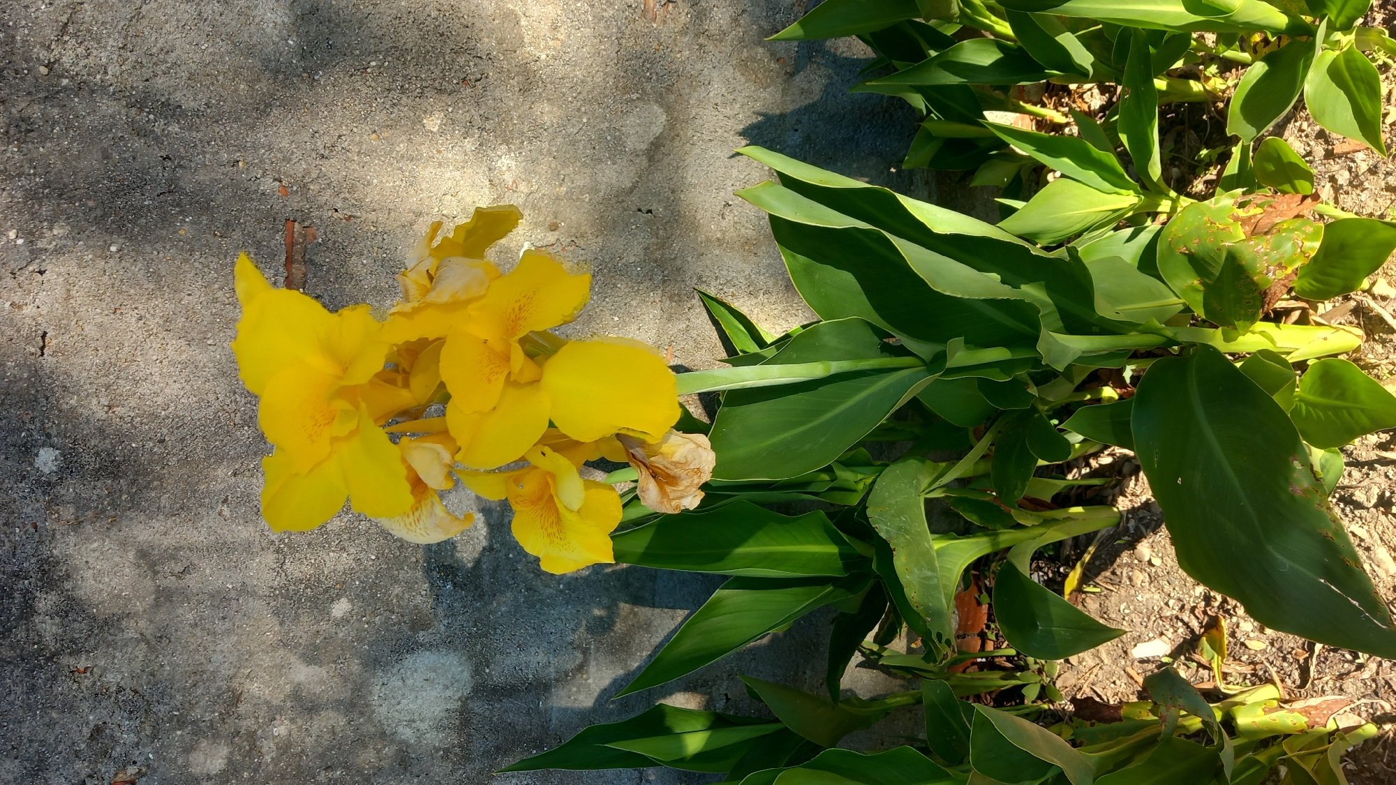 A cluster of bright yellow canna lily flowers is in full bloom, standing tall against a rough, grey concrete wall. The flowers, some with delicate spotting, are arranged on a central stalk, with several large, glossy green leaves emerging from the base. The ground beneath the plant is covered in dry soil and small pebbles. Sunlight casts dappled shadows across the scene, highlighting the textures of both the plant and the wall.