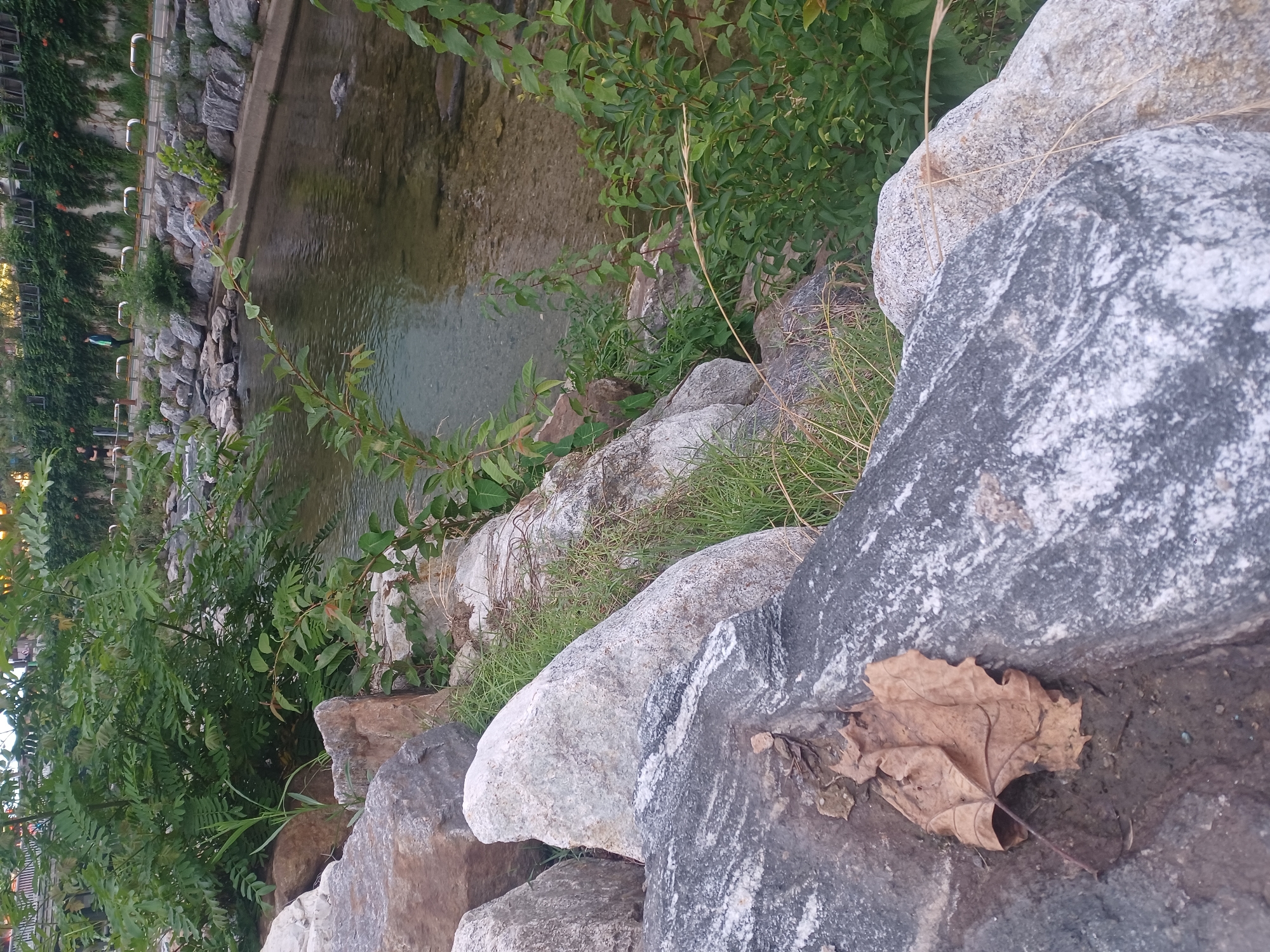 The image shows a view of the Cheonggyecheon Stream in Seoul, South Korea. In the foreground, large rocks line the bank of the stream. One prominent rock in the lower left has a dry, brown leaf on its surface. Beyond the rocks, the stream flows gently, its clear water revealing a pebble-strewn bottom. Lush green vegetation grows along the stream's edges and in the background. The stream is flanked by a paved walkway with metal railings, suggesting it is a public space for recreation and pedestrian traffic. In the distance, two individuals can be seen walking along the path. The embankment behind the path is covered in dense greenery, with some flowering plants adding pops of orange. The overall scene depicts a well-maintained urban stream environment.