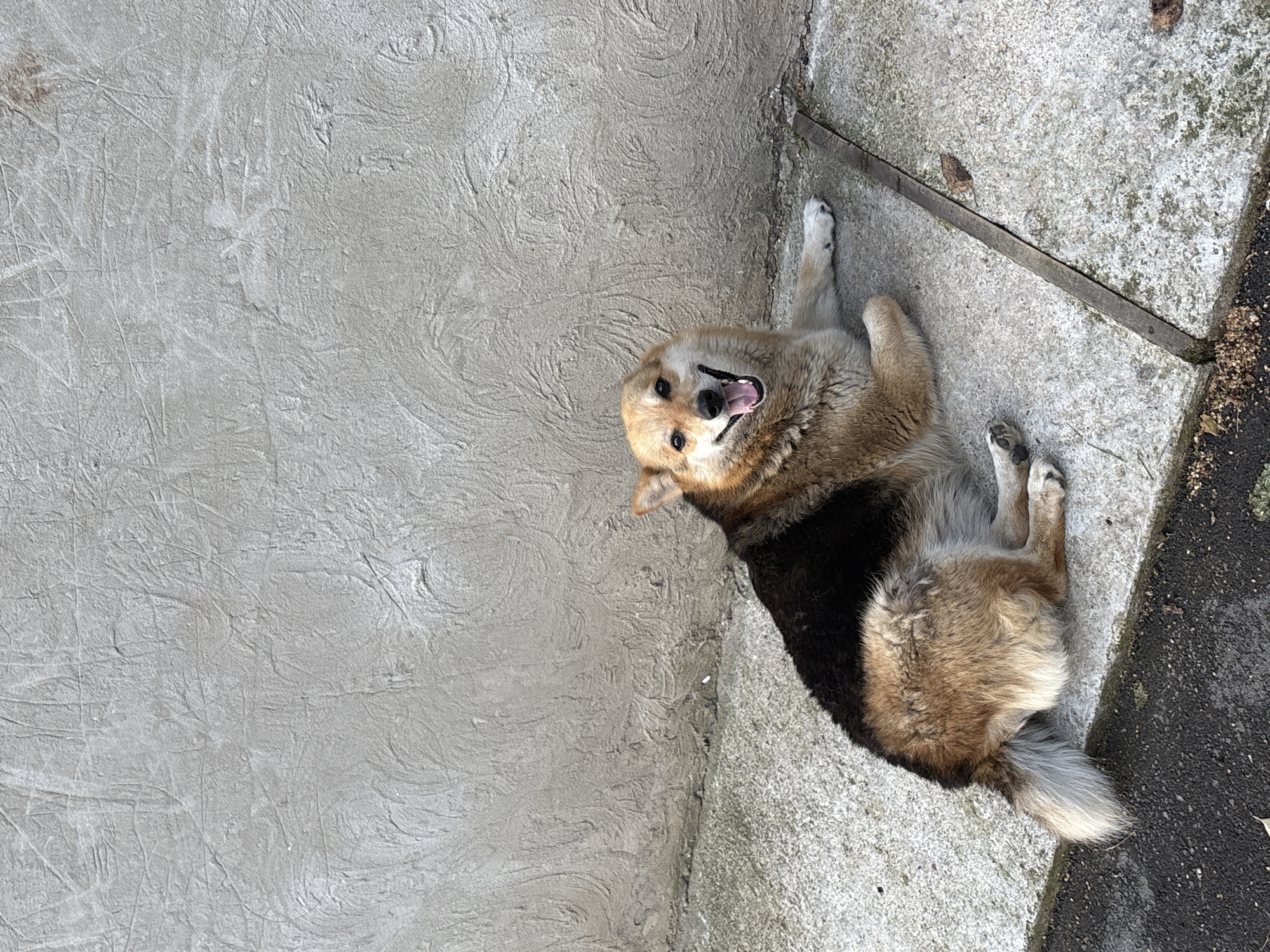 A medium-sized dog with light brown and black fur is lying on its back on a concrete surface. The dog's mouth is open, and its tongue is visible, suggesting it might be panting or resting. The concrete surface appears to be outdoors, with some textured patterns and a slight incline. To the left of the dog, there is a large area of rough, grey concrete with visible trowel marks. To the right, the concrete is more granular and shows some signs of wear and tear, with a thin metal strip running diagonally across it. A few dry leaves are scattered on the ground. The lighting suggests it is daytime, and the overall scene appears to be a simple, outdoor resting spot. There is no visible text in the image.