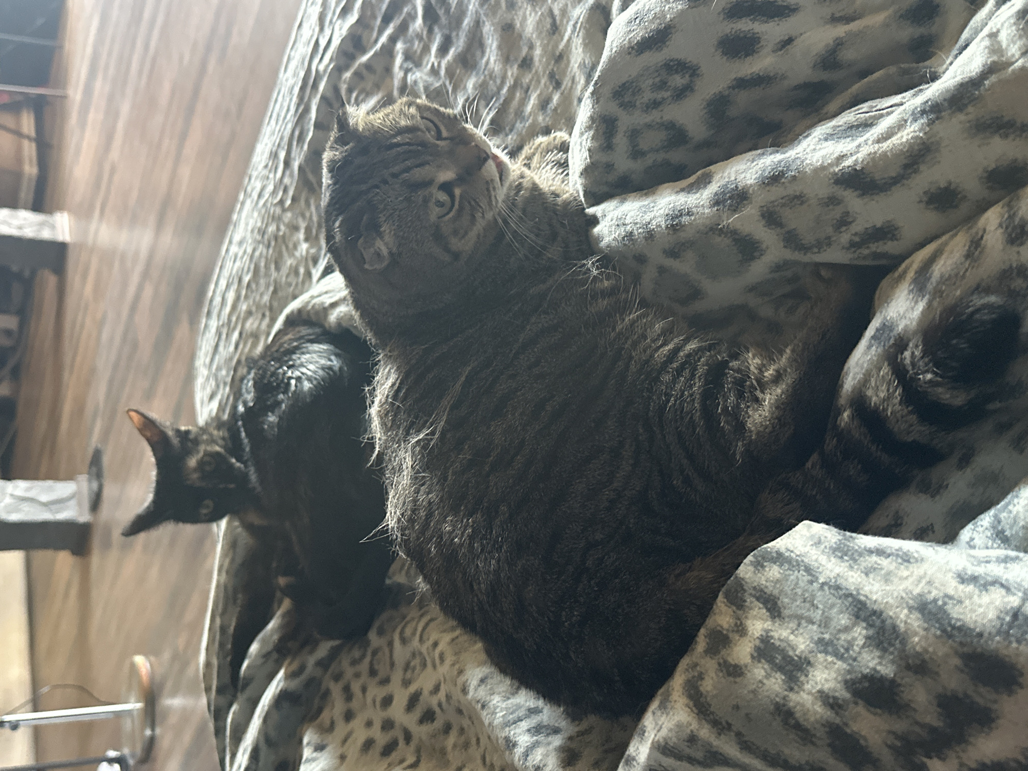 Two cats are resting on a bed with a leopard print comforter. The cat in the foreground is a tabby with folded ears and is looking to the right, with its tongue slightly out. The second cat, in the background, is black and tortoiseshell and is partially obscured by the foreground cat. The background of the image shows a wooden floor and some furniture. There is no indication of the location being in Хвойное Кп, Russia.