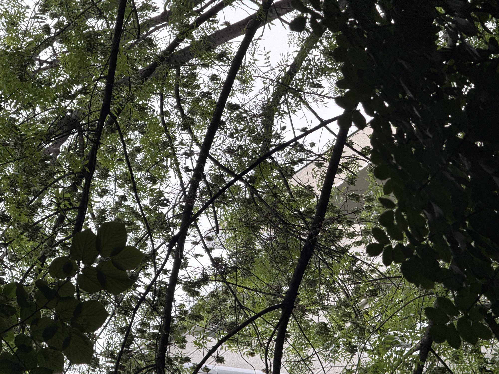 The image is a low-angle shot looking upwards through a dense canopy of trees. The tree branches are dark, silhouetted against a bright, overcast sky. The leaves are various shades of green, ranging from dark in the foreground to lighter shades where the light penetrates the canopy. A building is visible through the trees. The specific location in Belgrade, Serbia cannot be determined from the visual information.