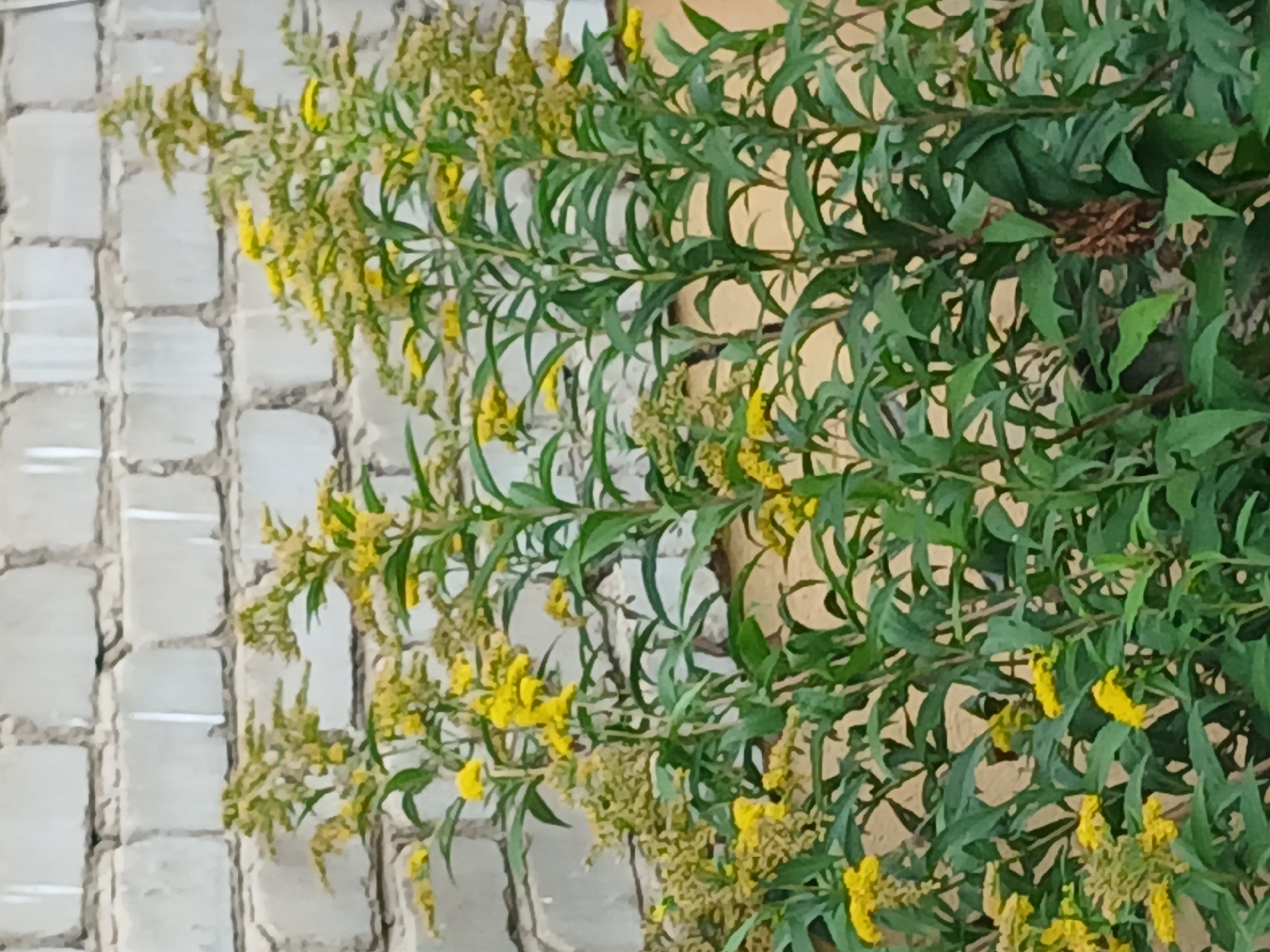 The image depicts a close-up view of several plants with vibrant green leaves and clusters of small yellow flowers. The plants are densely packed and appear to be growing outdoors, with a light-colored brick wall forming the background. The wall is constructed of rectangular bricks arranged in a staggered pattern, with visible grout lines. The lighting suggests it is daytime, with no harsh shadows indicating direct sunlight. The image is taken from a low angle, focusing on the foliage and flowers of the plants. There are no people or animals visible in the scene. The setting is an outdoor urban environment, possibly a garden or a roadside, in Щучинск қаласы әкімдігі, Kazakhstan.
