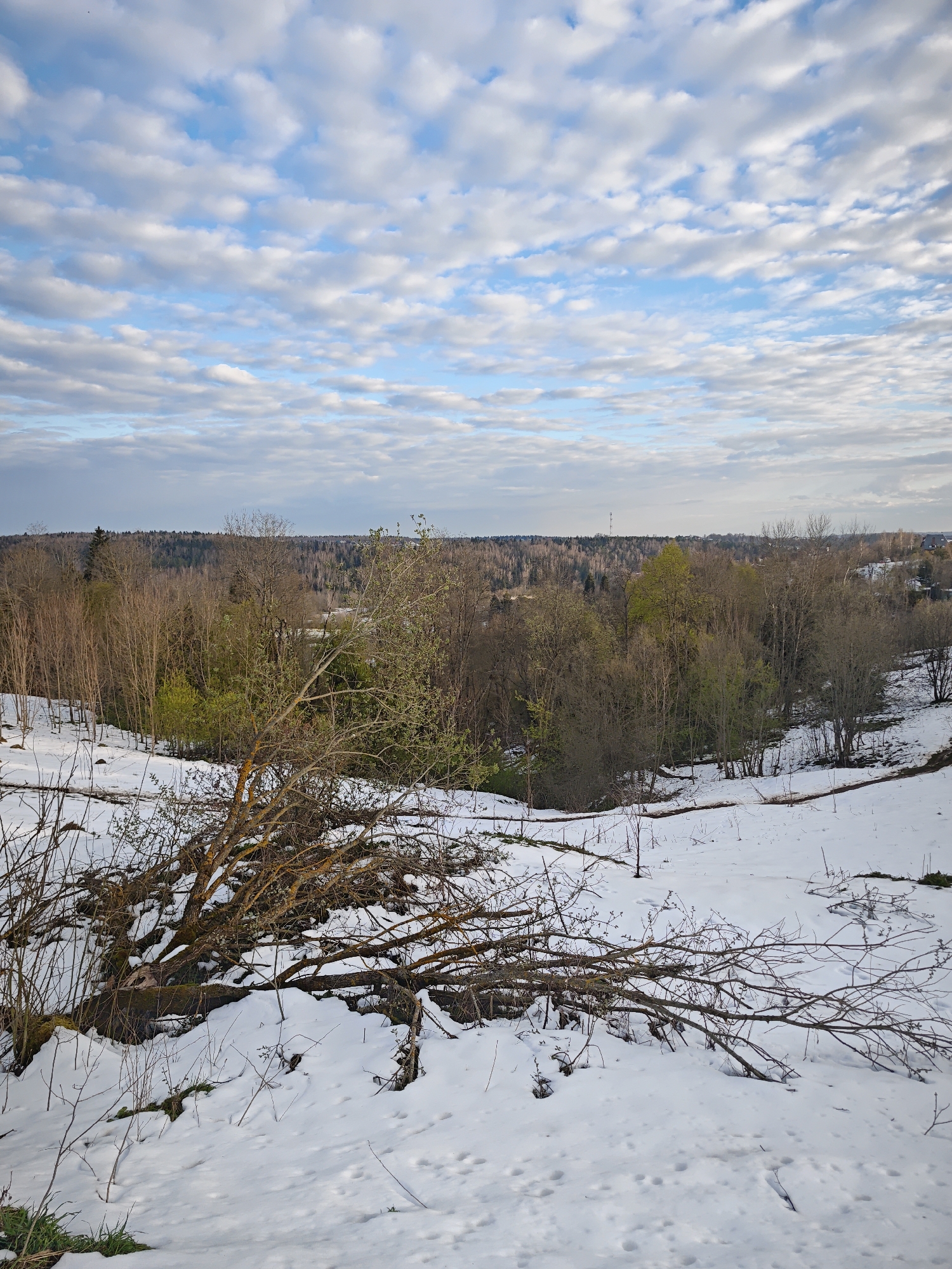 The image depicts a winter scene in Ильинское, Russia. The foreground is covered in snow, with a fallen tree branch prominently displayed. A wooded area with bare trees and some hints of green foliage lies in the midground. The background consists of a horizon line of trees and a partly cloudy sky. No people are visible.