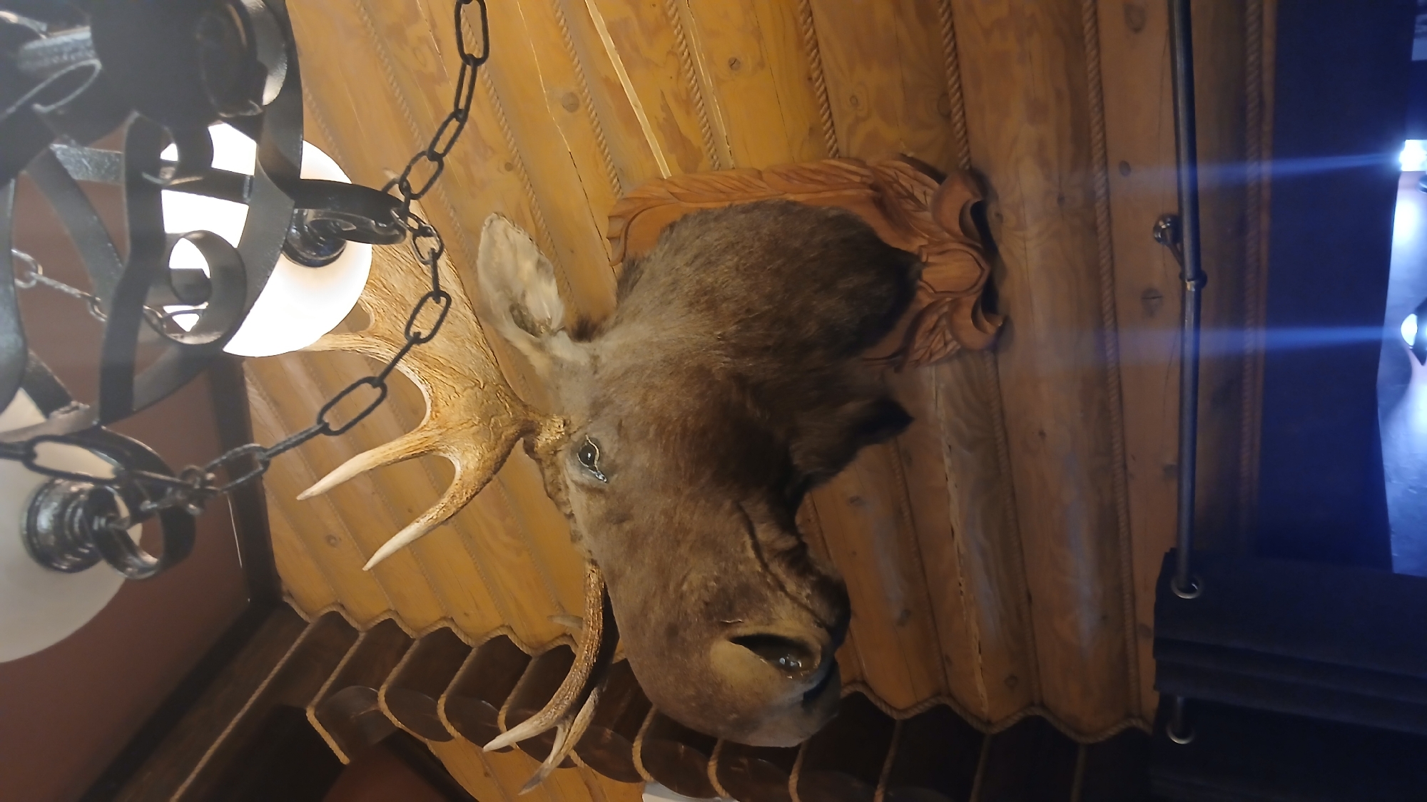 A low-angle shot shows a taxidermied moose head mounted on a wood-paneled wall, positioned near a metal chandelier with light bulbs. The moose head has antlers and a carved wood backing. The background appears to include elements of a building interior, possibly in Izhevsk, Russia.