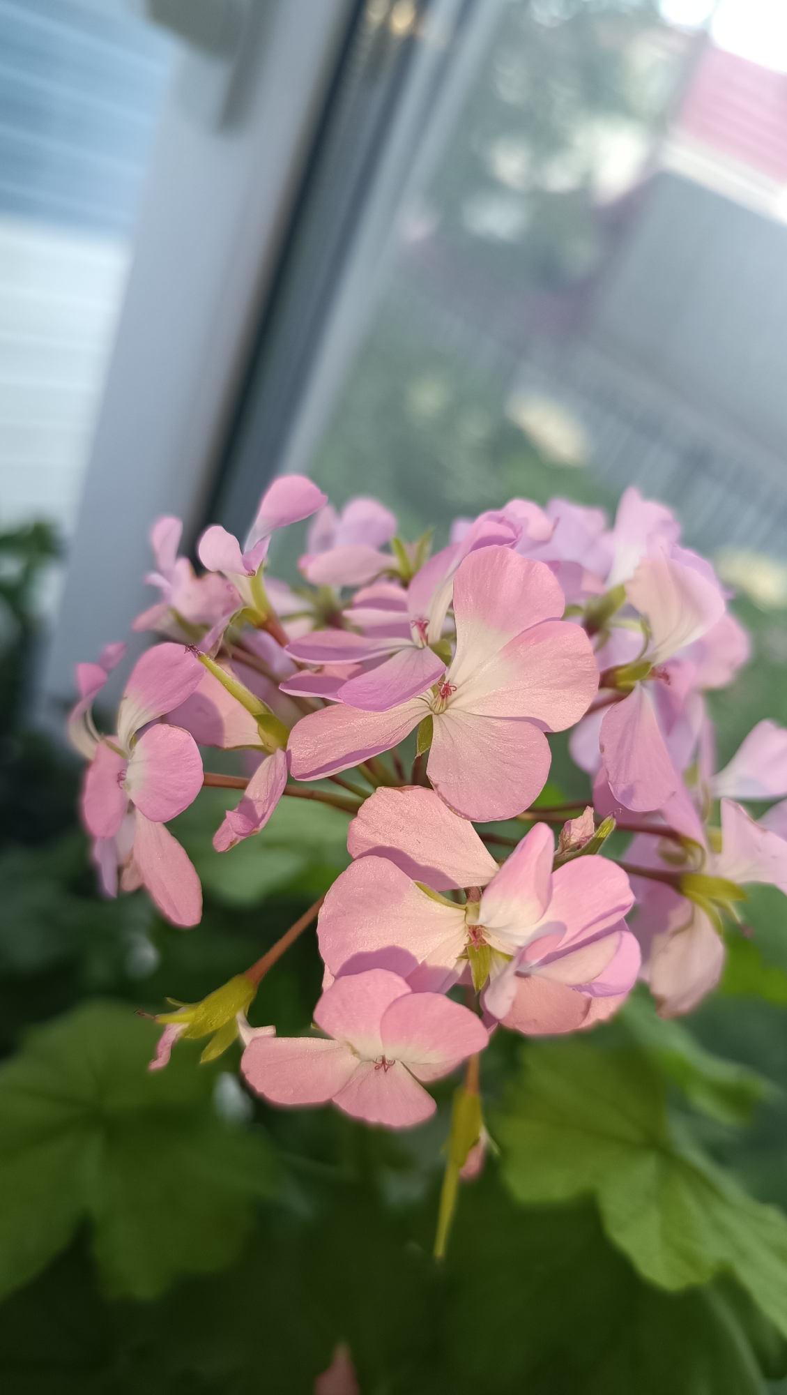 The image shows a close-up of a cluster of delicate pink flowers, likely geraniums, in bloom. The flowers are arranged on thin stems, with some petals gently overlapping. The background is blurred, suggesting an outdoor setting. A window frame and blinds are visible in the upper left portion of the image, with soft light filtering through, indicating it is likely daytime. Green foliage of the plant is visible at the bottom of the frame. There are no people or animals present in the image. The image does not provide any information about the city of Karsha, Russia, or any other geographical location.