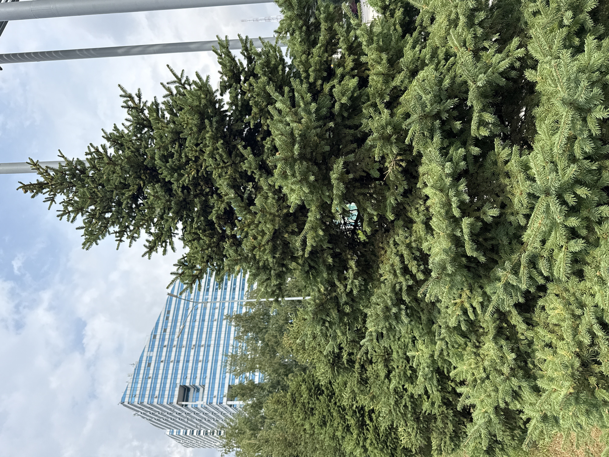 The image shows a dense group of evergreen trees in the foreground, with a modern, multi-story building with blue horizontal accents in the background. The building appears to be made of glass and metal, and its architecture is angular and contemporary. Three large, grey cylindrical structures, possibly light poles or part of an architectural installation, are visible on the right side of the image. The sky is cloudy, with patches of blue visible. The overall setting suggests an urban park or public space in Astana, Kazakhstan, characterized by a juxtaposition of nature and modern architecture. There are no people or animals visible in the frame.