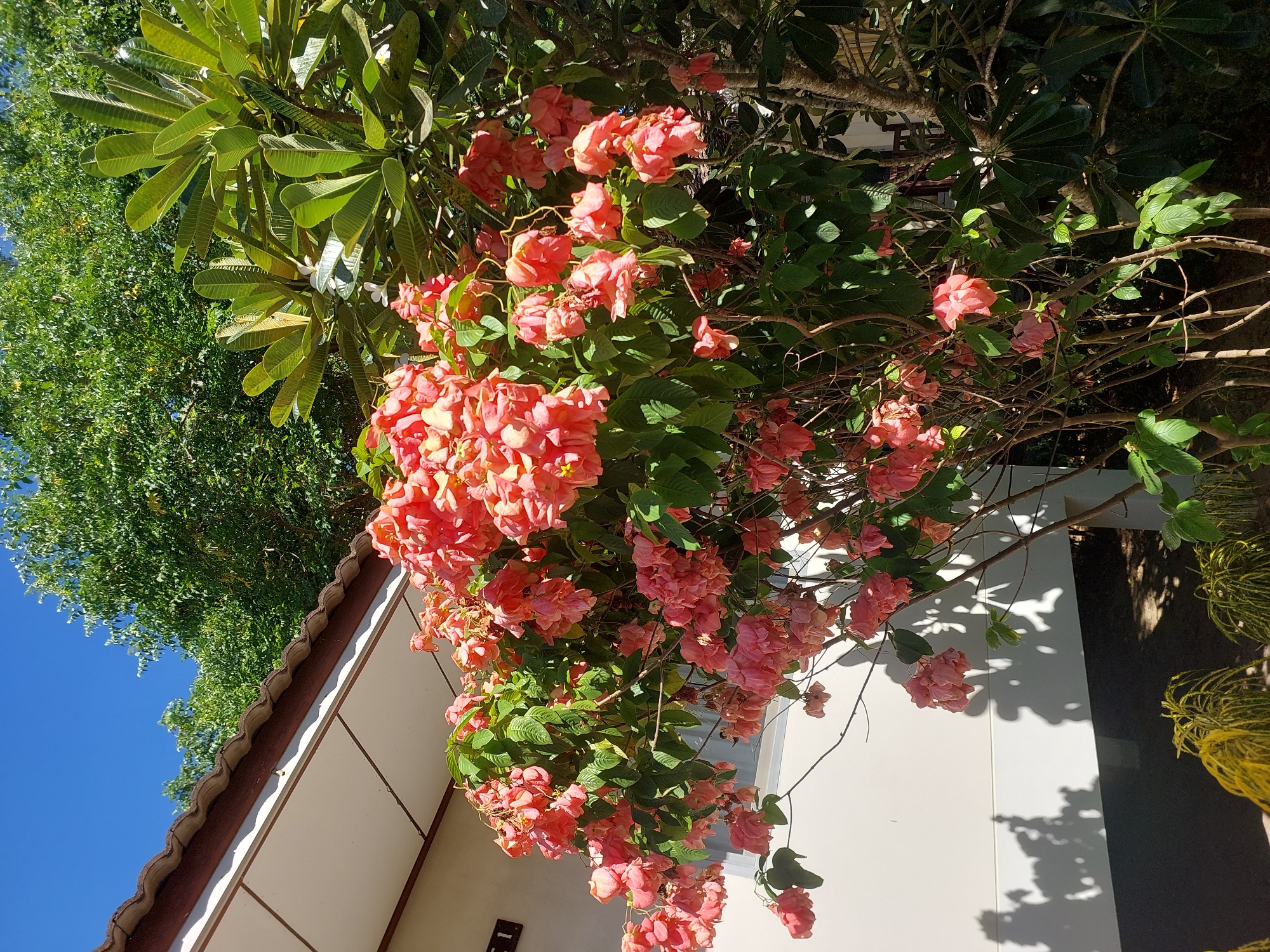 The image depicts an outdoor scene in Baan Mae Nam, Thailand, under a clear blue sky. In the foreground, a lush plant with vibrant pinkish-orange flowers dominates the frame. These flowers appear clustered on branches, creating a full and abundant display. The plant has green foliage that contrasts with the colorful blooms. To the left of the plant, a portion of a white building with a tiled roof is visible. The building has a shadow cast upon it from the plant, suggesting the sun is positioned to the right and slightly behind the viewer. The background is filled with dense green trees, creating a natural backdrop for the scene. The overall impression is one of a bright, sunny day in a tropical environment.