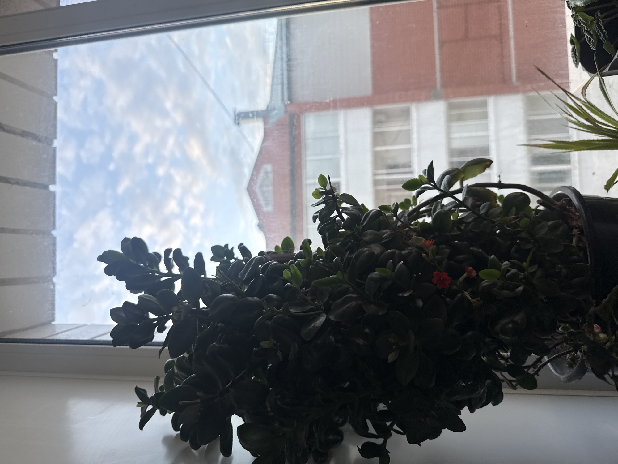 An indoor close-up shot shows a dark green potted plant with sparse red flowers placed on a windowsill. Through the window, a pale blue sky with white clouds is visible, along with the upper portion of a brick building. The building features white-framed windows and a peaked roof. The scene is indoors, likely in an apartment or residential building, in Birobidzhan, Russia.