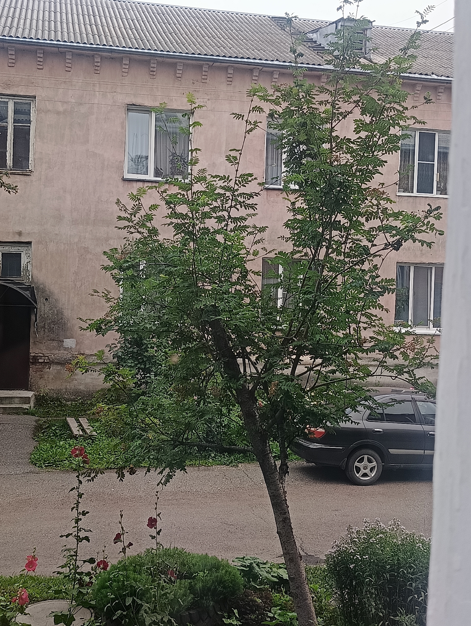 This image shows a view of an apartment building and its surroundings. The building appears to be a multi-story structure with a light pink facade and a gray tiled roof. Several windows with white frames are visible. In front of the building, there is a green tree with dense foliage, and some smaller plants and flowers are visible in the foreground. A dark-colored car is parked on the asphalt surface in front of the building. The overall scene suggests a residential area within a city, possibly Тайжина, Russia, given the context. The lighting indicates it's daytime, with an overcast sky.