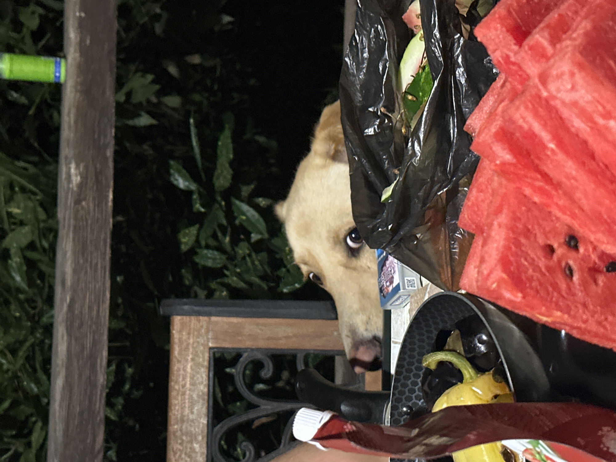 The image depicts a close-up view of a dog peeking over a table at night. The dog, a light-colored breed, has its head resting on the table, with its eyes wide open and looking forward. In the foreground, there are slices of watermelon, a pan of cooked vegetables (possibly eggplant and peppers), and a bottle with a red cap and white lid. A black trash bag filled with food scraps is also visible on the table. In the background, there are green leaves and a wooden structure. The lighting suggests an outdoor setting at dusk or nighttime. There is no information available in the image to suggest a specific location in Sochi, Russia.