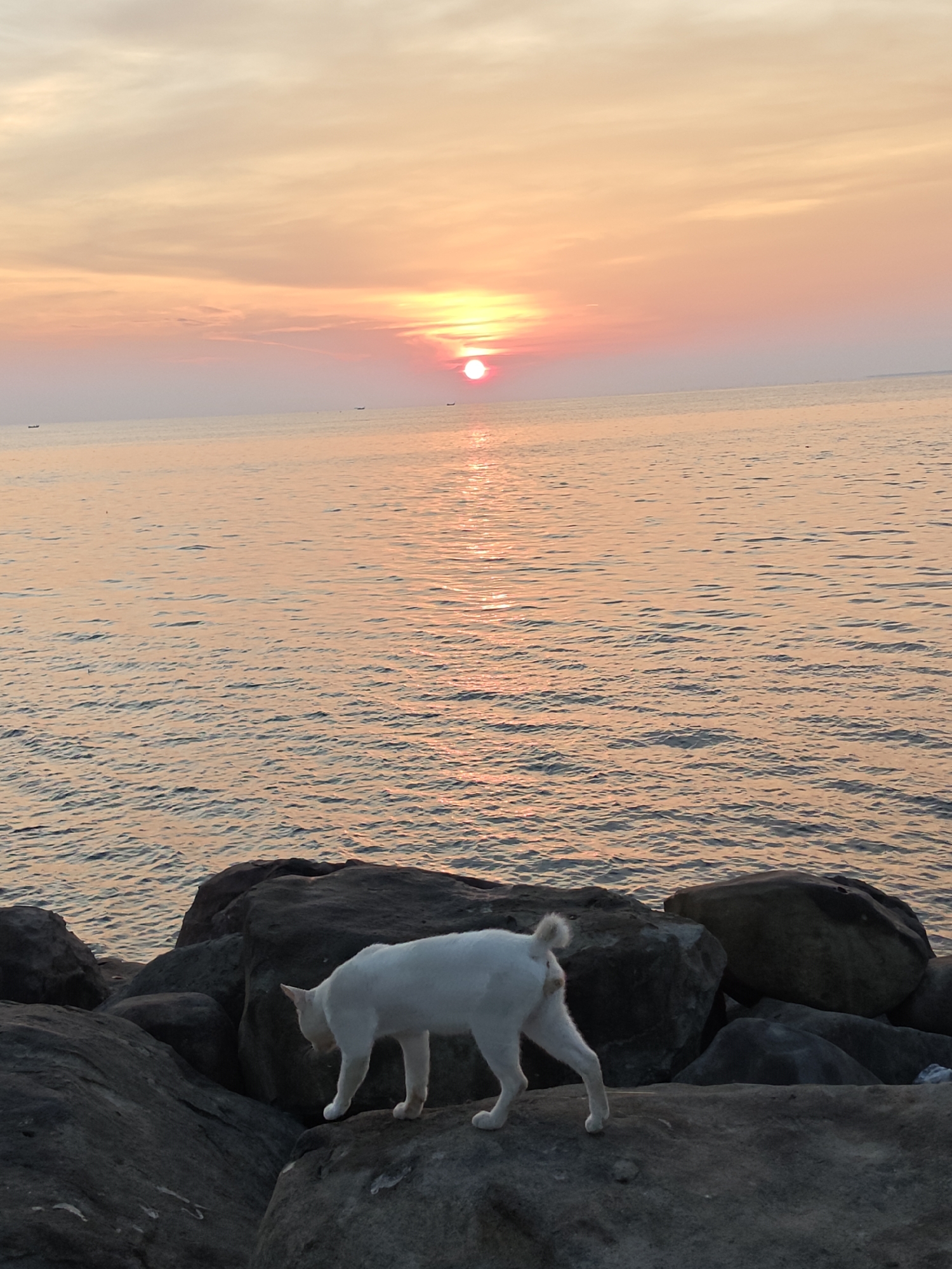 The image depicts a tranquil coastal sunset scene in Lhokseumawe, Indonesia. In the foreground, a white cat is prominently featured, walking across large, dark gray rocks that form a rugged shoreline. The cat is in profile, facing left with its head lowered, appearing to inspect the ground or its path. Its tail is curled upwards.
The midground reveals the calm waters of the sea, which beautifully reflect the warm colors of the setting sun, creating a shimmering path of light across the surface. Several small, dark silhouettes of boats are visible in the distance on the horizon, hinting at maritime activity.
The background showcases a vibrant sunset sky, painted with soft gradients of orange, pink, and yellow. The bright, circular disc of the sun, radiating a red-orange glow, is positioned just above the horizon line, casting a warm light over the entire landscape. The sky above the sun is clear with a few wispy clouds. The overall atmosphere of the photograph is peaceful and serene, capturing a quiet moment at dusk by the sea. There is no visible text in the image.