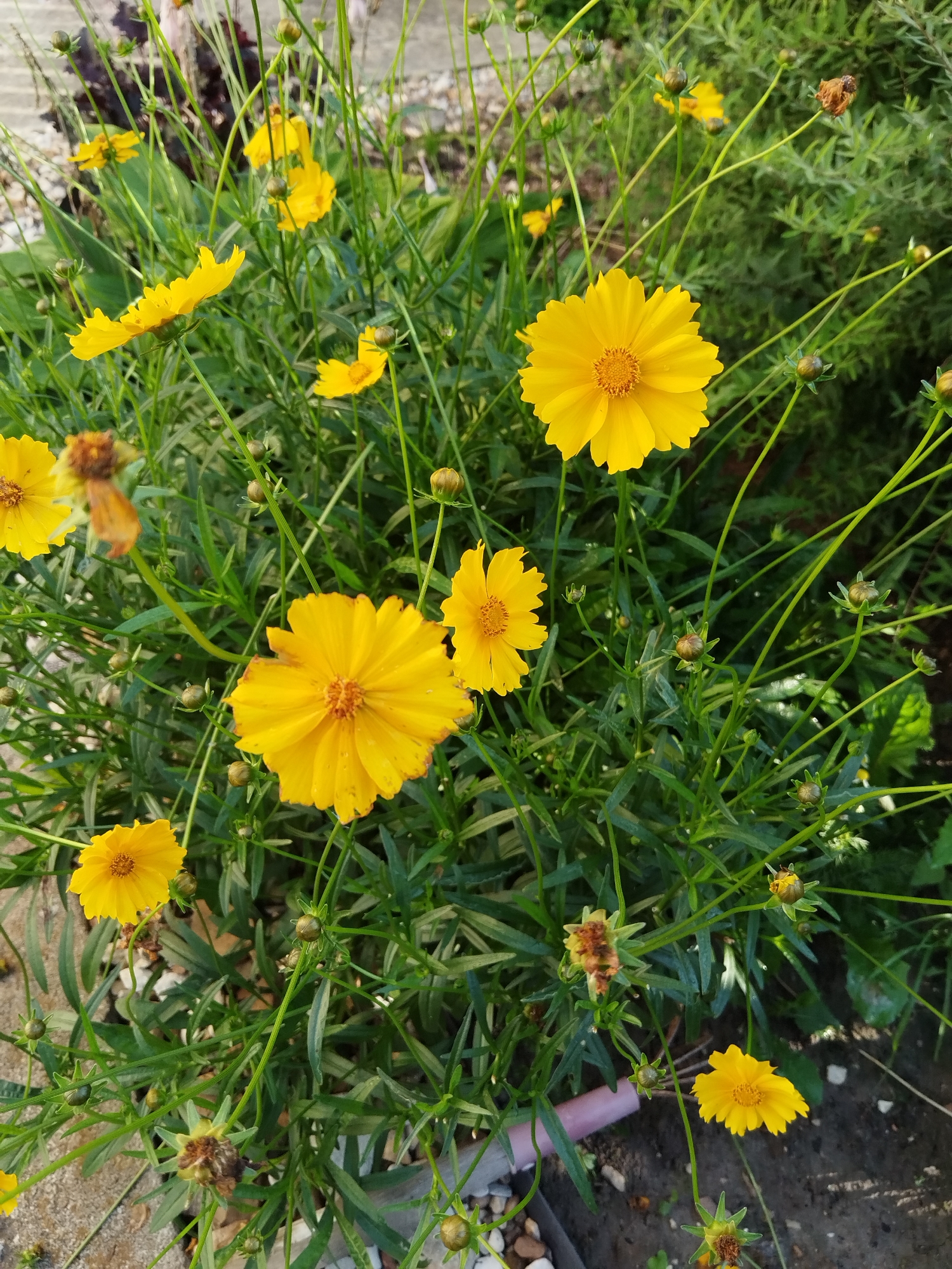 The image displays a cluster of yellow coreopsis flowers in bloom, interspersed with green foliage and numerous unopened buds. The flowers exhibit a characteristic daisy-like appearance with multiple petals radiating from a central disk. Some of the flowers are in sharp focus, while others are blurred due to shallow depth of field. The background consists of out-of-focus green vegetation and hints of the ground, which appears to be a mixture of soil and gravel. No people or animals are visible. The scene suggests a natural or garden setting within the city of Лесной Край Кп, Russia.