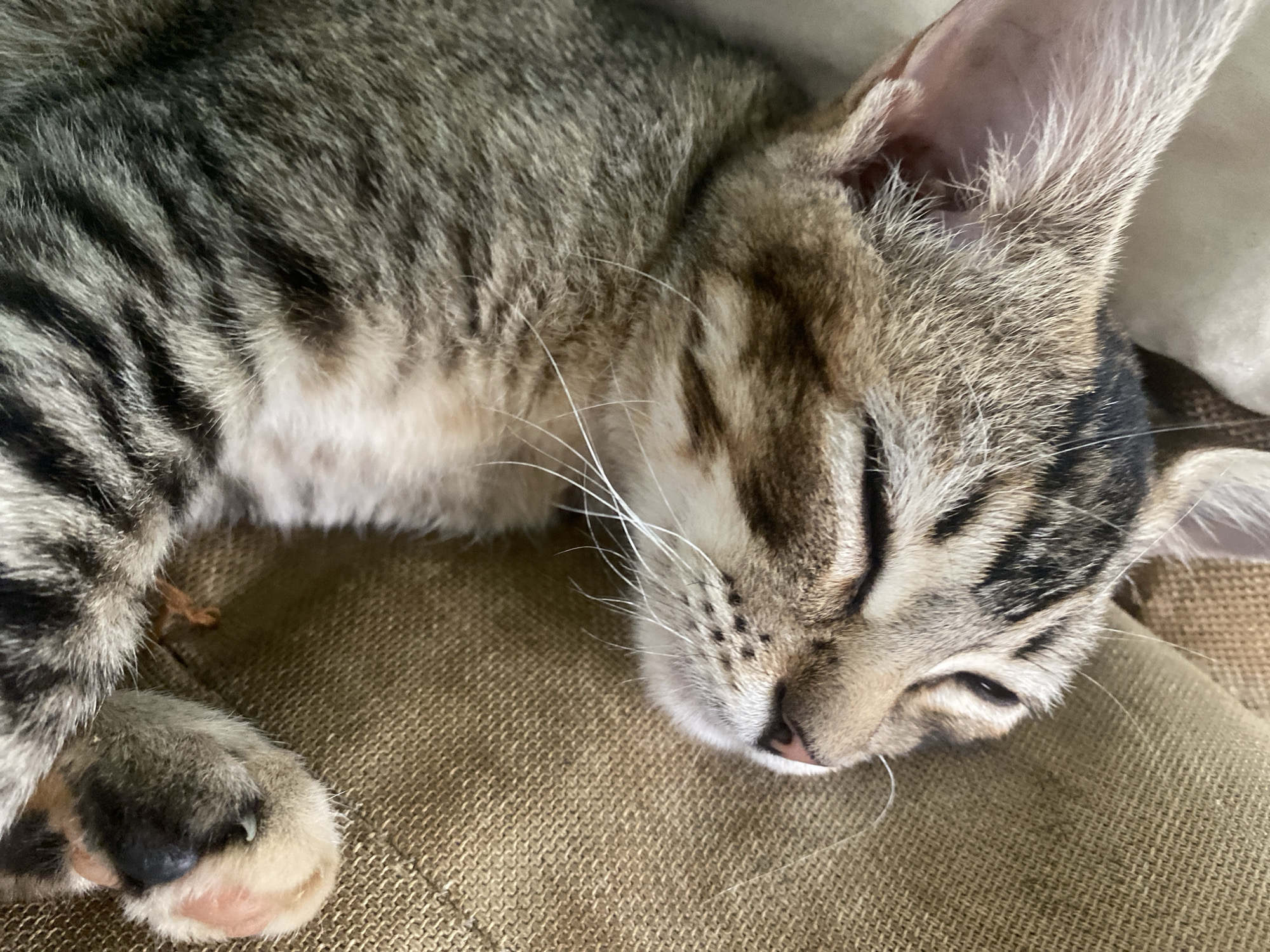 A close-up photograph depicts a tabby cat sleeping on a textured, tan-colored surface, likely a cushion or piece of furniture. The cat is positioned with its head facing the right side of the frame, and its body angled slightly towards the upper left. The cat's eyes are mostly closed, and its ears are erect. The cat has dark tabby markings on its head, back and side. The cat's nose is pink, and white whiskers are visible. The paw is visible in the lower left corner. The background is out of focus. The photograph was taken indoors. The location in the city of Tinaquillo, Venezuela, is not ascertainable from this image.