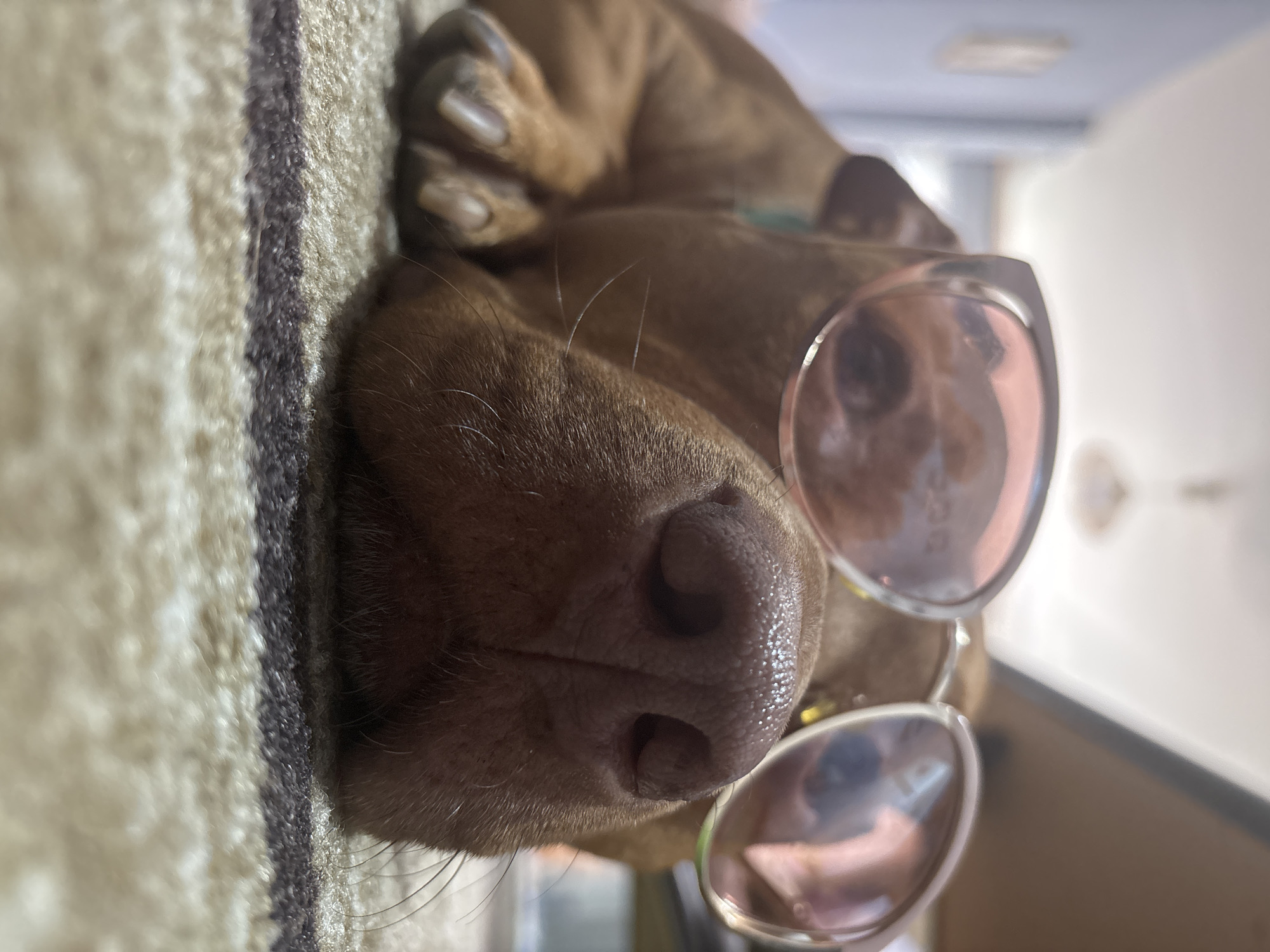 A close-up, rotated shot captures a brown-coated dog lying indoors, likely a short-haired breed such as a Dachshund or similar. The image is oriented sideways, with the dog's head facing the viewer from a low angle. The dog is wearing a pair of stylish sunglasses with light pink, reflective lenses and gold-toned frames.
The primary focus is on the dog's wet, dark nose and snout, which is detailed with individual pores and some whiskers extending outwards. Behind the nose, the dog's eyes are obscured by the sunglasses, which reflect indistinct shapes from the room. A small portion of the dog's light brown paw, complete with visible nails, is seen in the upper left corner, suggesting a relaxed, lying posture.
The dog is resting on a textured carpet or rug with alternating stripes of light beige and a darker, speckled grey-brown. The background is soft and out of focus, revealing hints of light-colored walls and possibly an overhead light fixture, typical of an indoor setting. The overall lighting appears soft and natural, though the exact time of day is not discernible. The dog's expression is neutral, adding a humorous and relaxed vibe due to the sunglasses. No text is visible in the image. This media file was captured in Sofia, Bulgaria.