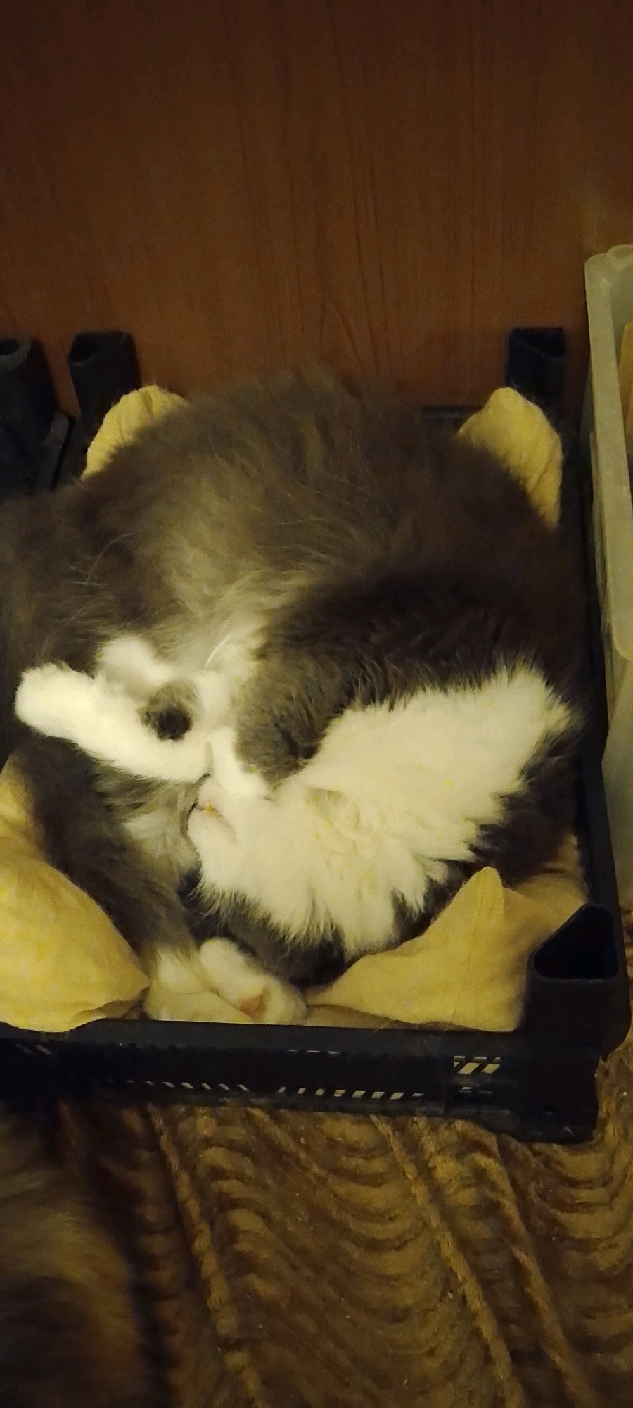 A fluffy cat with grey and white fur is curled up asleep in a black plastic crate lined with yellow fabric. The crate is placed on a surface covered with a brown, textured material that appears to be a rug or blanket. The background consists of a wooden surface. There is no indication of the specific location in Belgorod, Russia.
