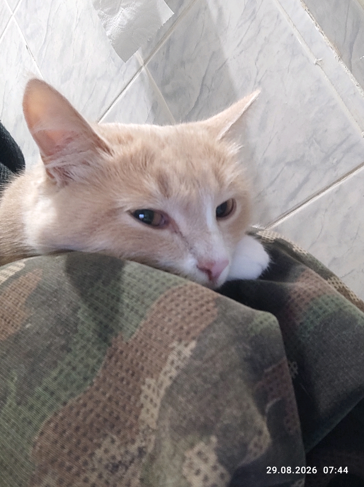 A close-up, overhead shot shows a light orange cat resting its head on a person's shoulder, which is covered by a camouflage-patterned fabric. The cat's eyes are partially closed, and its nose and mouth are visible. The background consists of a tiled wall. A timestamp in the lower right corner reads "29.08.2026 07:44". The location in the city of Kostroma, Russia, is not specified in the image.