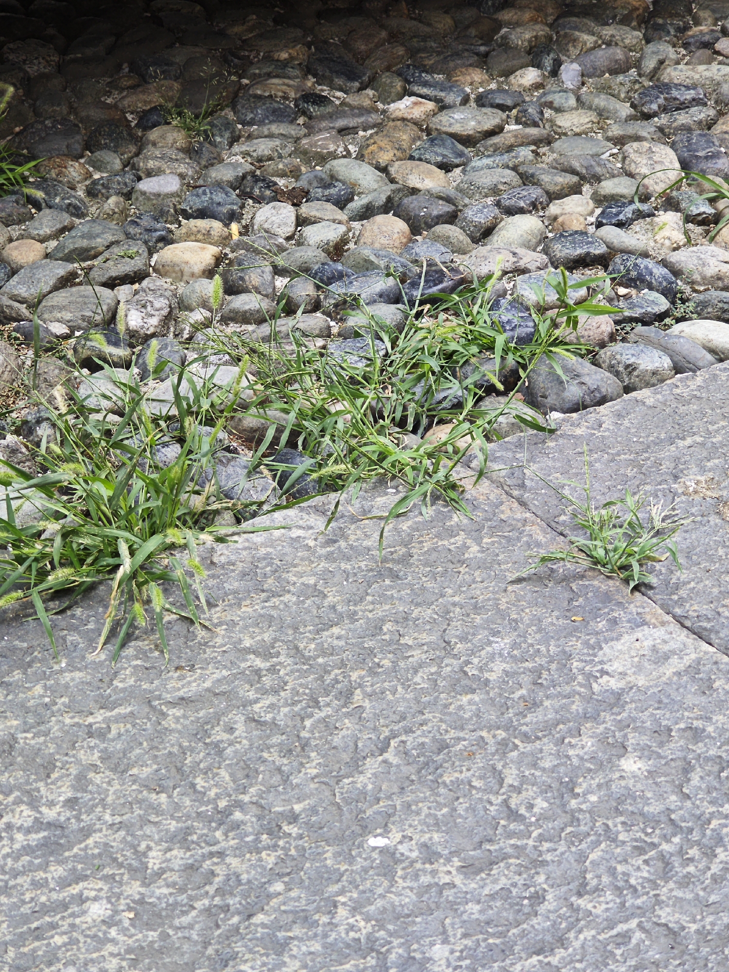 A paved area, possibly a walkway or plaza, is constructed with large, irregularly shaped stones forming a cobblestone pattern at the top of the frame and large, rough-textured stone slabs in the foreground. Several patches of grass and weeds are growing between the paving stones, particularly in the lower left and lower right portions of the image. The scene appears to be outdoors, with natural lighting. The cobblestone area is slightly darker and appears to be at a higher elevation or behind the paved slabs. The overall impression is of an outdoor urban environment, potentially in a historical district or park, where nature is encroaching on the man-made structures. The image does not contain any people or specific identifiable landmarks that would pinpoint its location to Turin, Italy.