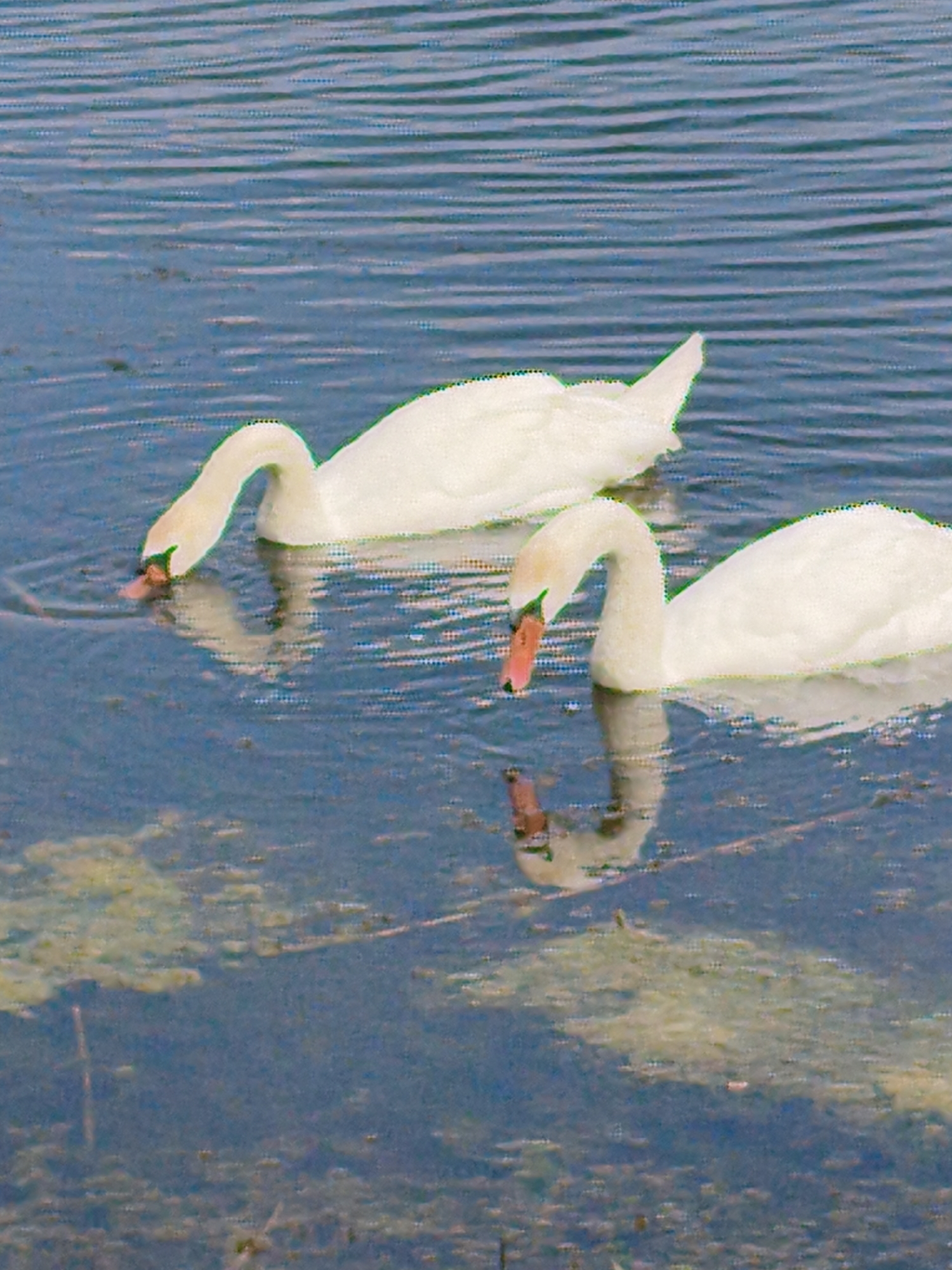 Two white swans are in the water. One swan is on the left, with its head bent down to drink. The other swan is on the right, also with its head down, though its beak is not touching the water. Both swans are mostly white with orange beaks. The water is blue with ripples. There is some green aquatic vegetation visible on the surface of the water. The scene is likely in a natural body of water, as there are no man-made structures or signs of human activity.