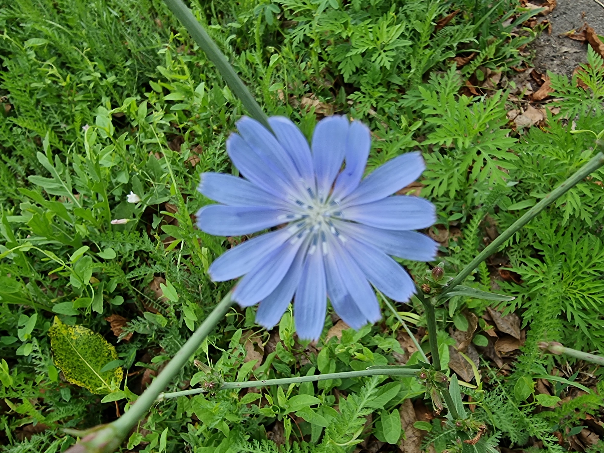 A close-up, overhead view shows a single, light blue, star-shaped flower with many thin petals. The flower is centered in the frame, with its petals fanning out. The stem is visible and green, extending diagonally from the bottom left towards the top right. The flower is surrounded by dense green foliage, including various types of leaves and some dried brown leaves on the ground. The background consists of more greenery and some patches of dark soil. The lighting suggests an outdoor, daytime setting. The image was taken in Kryvyi Rih, Ukraine.