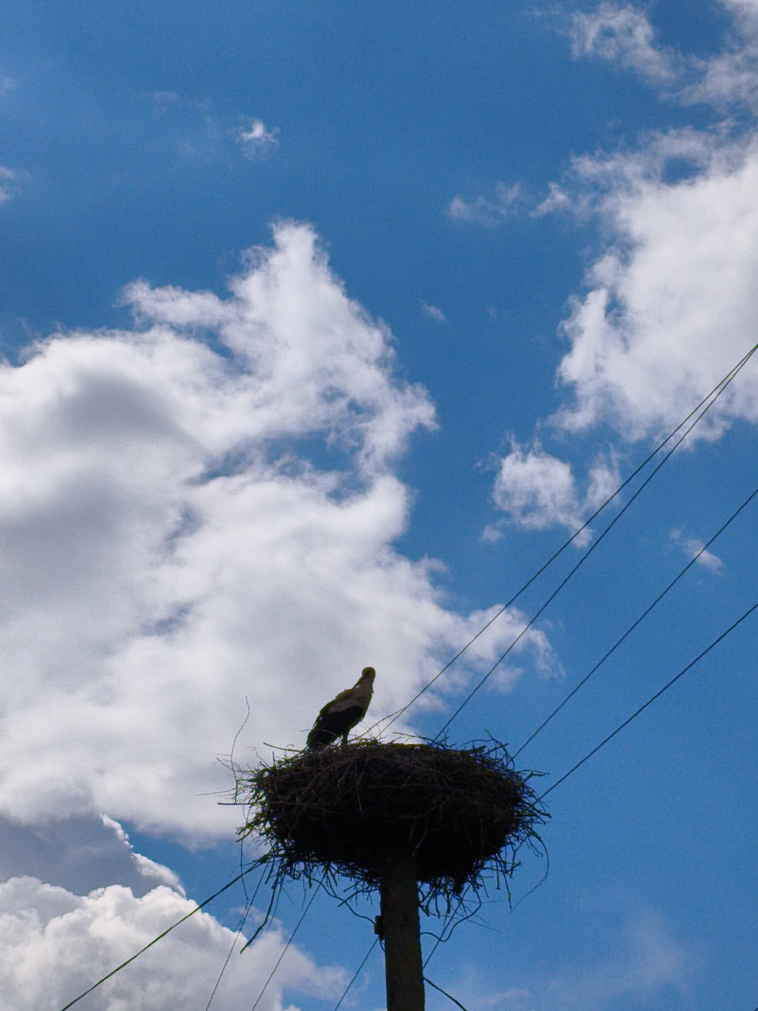 A low-angle, outdoor shot shows a bird perched atop a nest situated on a utility pole against a backdrop of a partly cloudy sky in Ustyvytsia, Ukraine. The sky is a bright blue, punctuated by fluffy white clouds scattered across the frame. In the center-bottom of the frame, a wooden utility pole rises, supporting a large, circular nest constructed from twigs and other natural materials. A bird with a light-colored head and dark body stands on the edge of the nest, facing away from the viewer. Power lines extend from the utility pole into the right side of the frame, slicing diagonally across the blue sky. The overall composition places the nest and bird as a focal point, with the sky and power lines providing context to the environment.