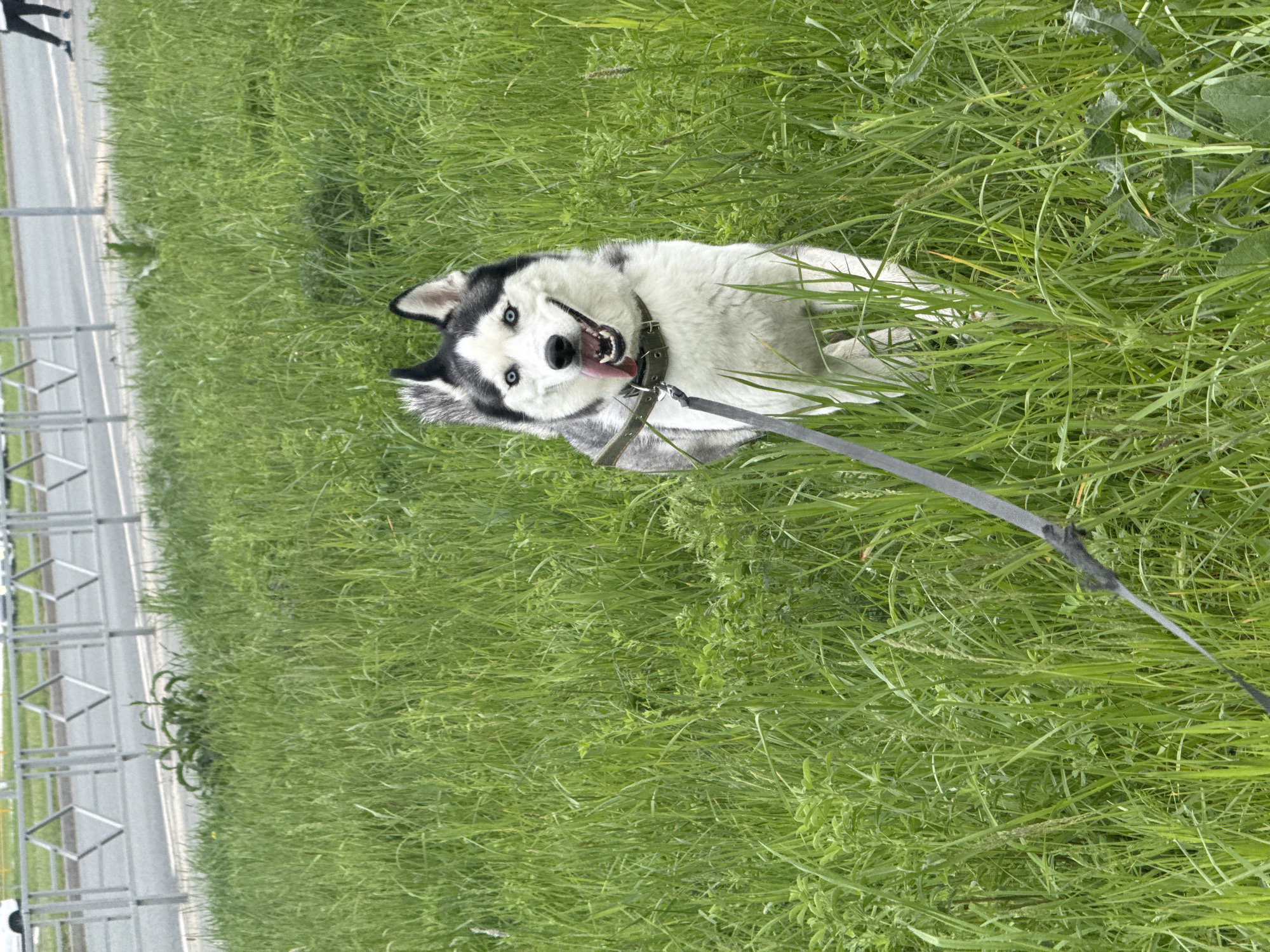 A Husky dog with black and white fur lies on its back in tall green grass. The dog has its tongue out and is wearing a dark collar and a leash. A metal fence runs along the left side of the frame, next to a gray road. The location appears to be a grassy area adjacent to a road.