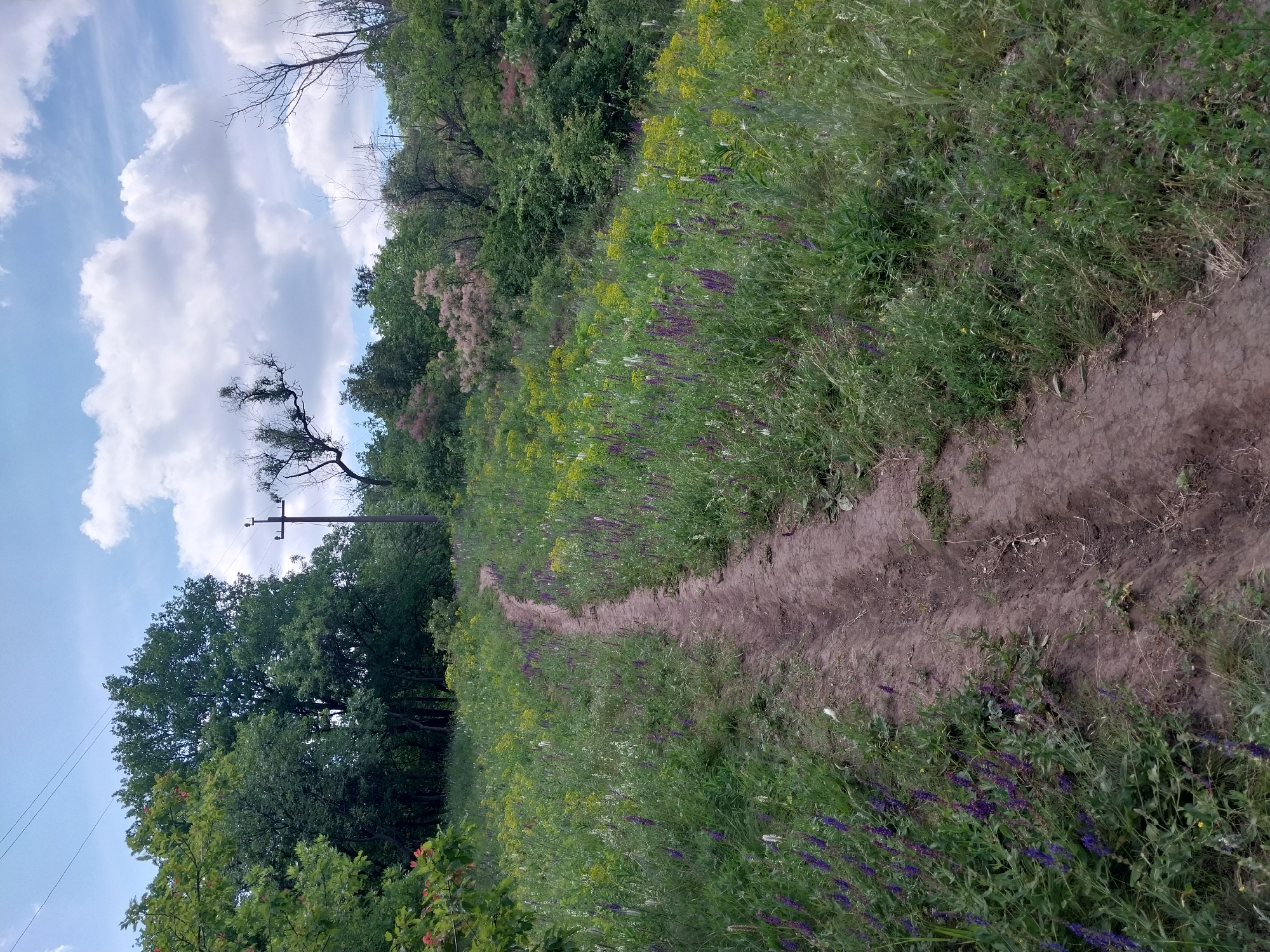 The image shows a narrow, unpaved dirt path winding through a grassy hillside covered with wildflowers. The path is marked with tire tracks. The surrounding vegetation is lush and green, with a mix of tall grasses and smaller flowering plants, including clusters of purple and yellow wildflowers. In the background, there is a dense line of trees and a power pole with overhead wires. The sky is partly cloudy with white cumulus clouds against a pale blue background. The scene appears to be a rural or semi-rural area, possibly a park or natural reserve within the city of Dnipro, Ukraine, given the presence of infrastructure like power lines. There are no people visible in the image.
