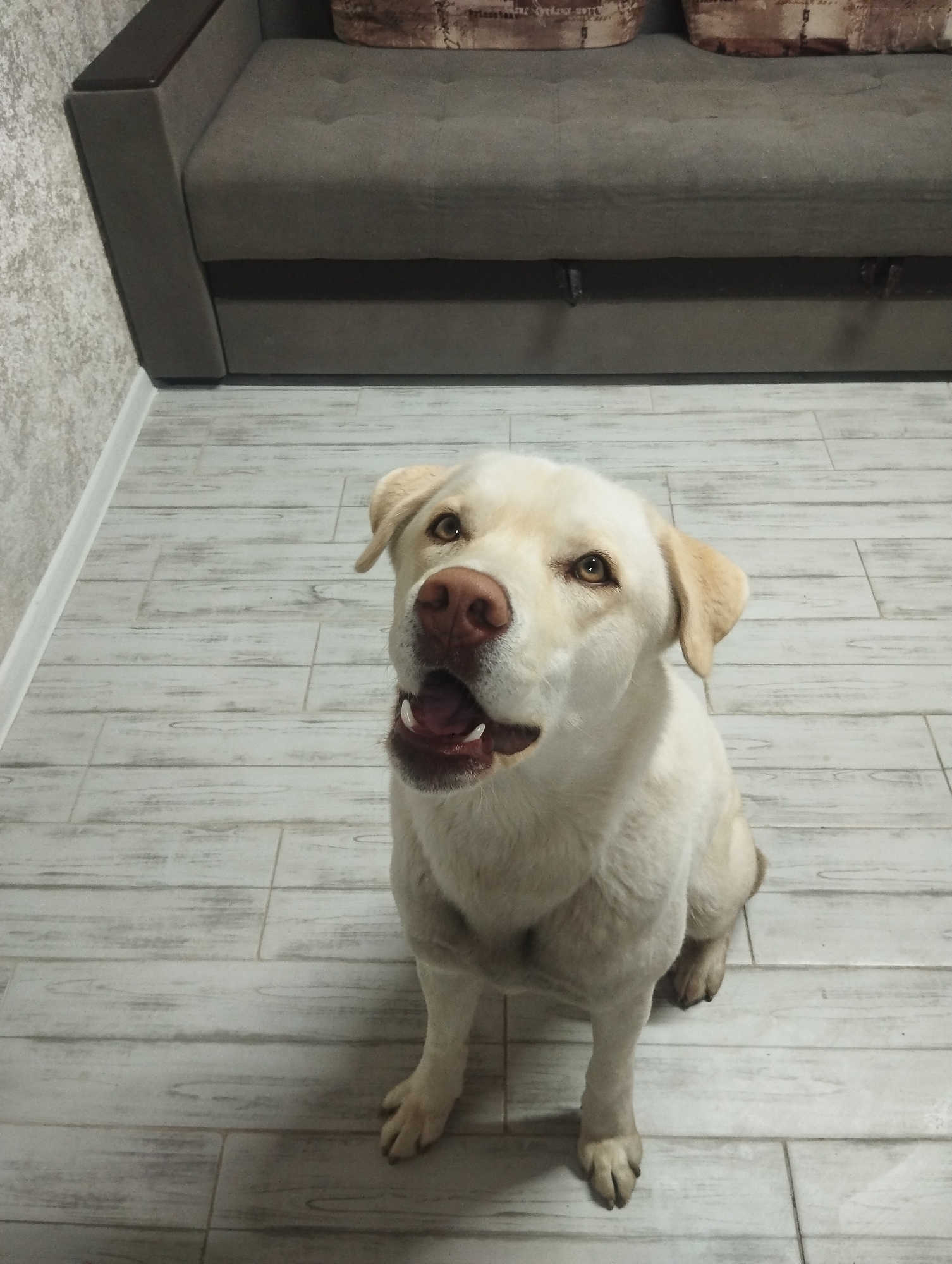 A light-colored Labrador Retriever sits on a light-colored, wood-patterned floor in front of a gray couch with decorative pillows. The dog faces the camera with its mouth slightly open. A wall with a light gray wallpaper is visible behind the couch to the left. The location is Grishanki, Russia.