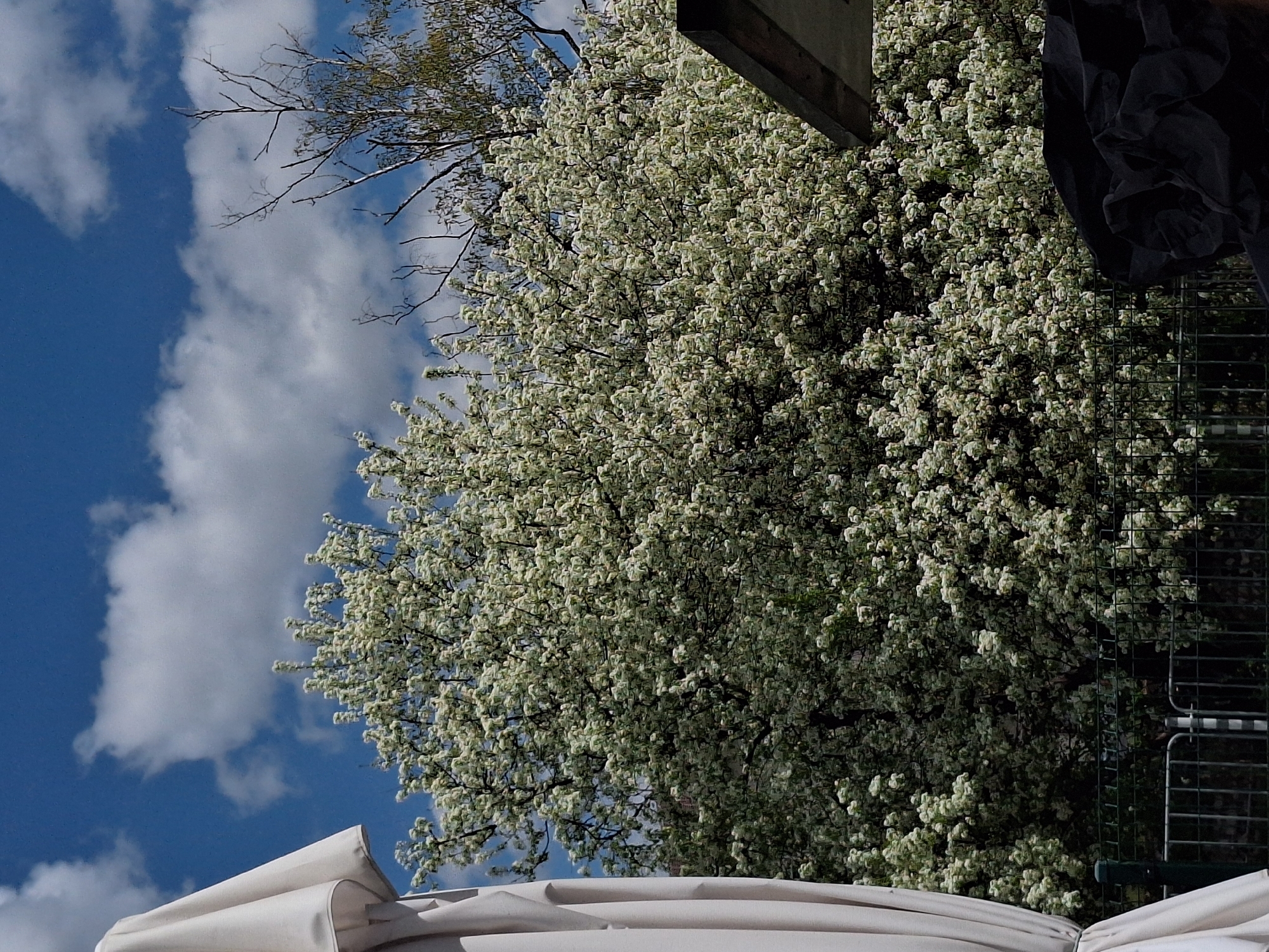 An outdoor scene captures a vibrant spring day in Panagyurishte, Bulgaria, with a large tree in full bloom dominating the view. The tree is densely covered in small, light-colored (likely white or pale green) flowers, creating a lush canopy that fills the central and right portions of the frame. Bare tree branches are visible against the sky in the upper left.
The sky is a clear, bright blue, adorned with fluffy white cumulus clouds, indicating sunny weather. In the upper right corner, a dark, possibly wooden, architectural element is visible, suggesting a building or an overhead structure. Below it, a crumpled dark fabric, possibly a rolled-up awning or a decorative piece, hangs. To the right, partially obscured by the tree, a dark metal fence with a grid pattern can be seen, hinting at a boundary or enclosure.
In the lower foreground, a light-colored (beige or off-white) fabric structure, consistent with a folded outdoor umbrella or awning, occupies the bottom of the image. The time of day appears to be bright daylight, likely late morning or early afternoon. No people or specific activities are visible, and no text is present. The overall scene evokes a peaceful, pleasant atmosphere typical of spring.