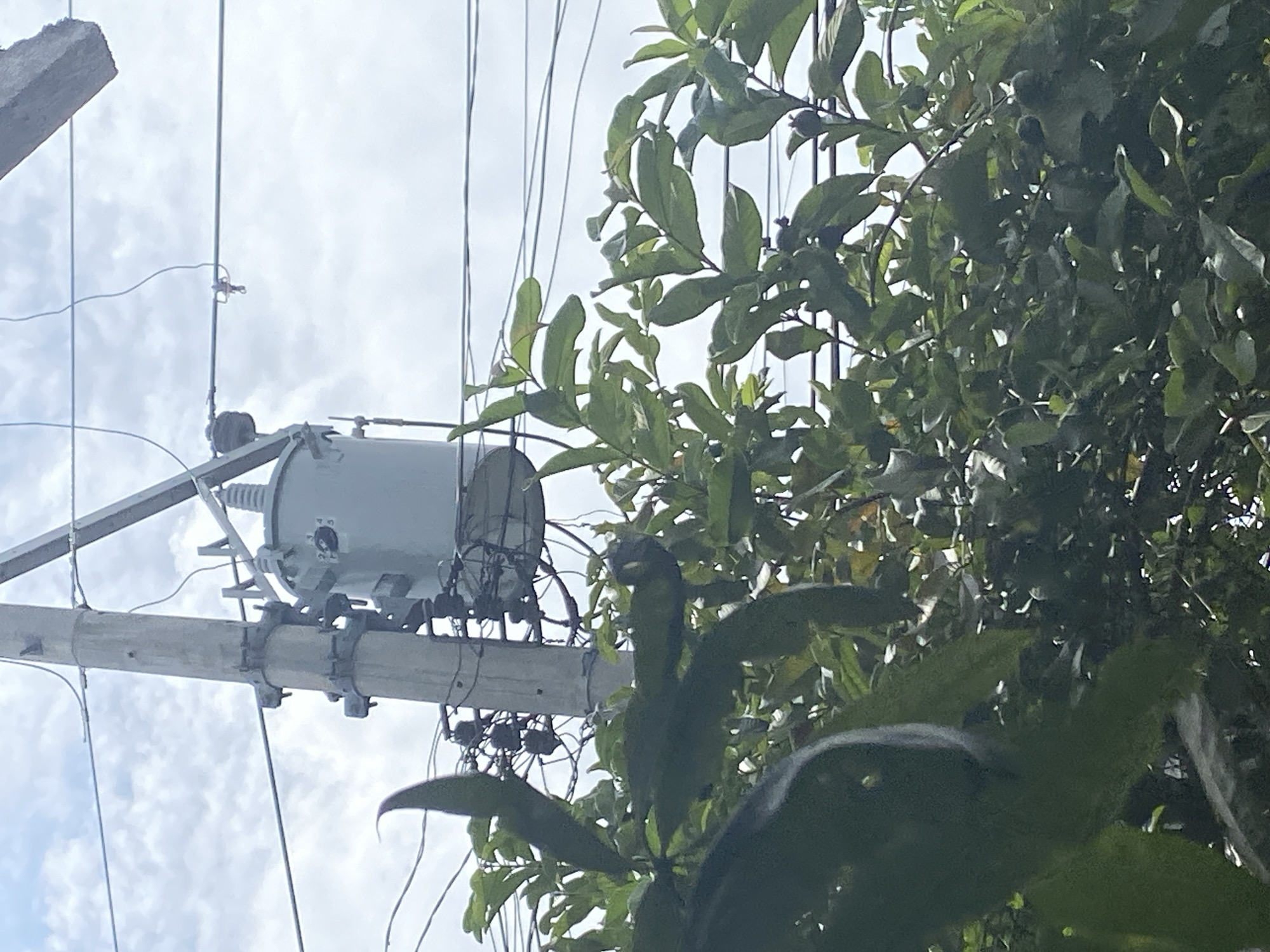 An outdoor, medium shot captures a utility pole with a transformer attached, positioned behind a cluster of green leafy branches. The transformer, a light gray cylindrical unit with protrusions at the top and bottom, is mounted on the pole with metal brackets. The pole itself is gray and appears to be made of concrete, with various wires and electrical components connected to it. Overhead, thin wires crisscross against a cloudy sky. The leafy branches in the foreground are lush and green, obscuring parts of the pole and transformer. The scene is suggestive of a residential or commercial area in an urban environment, likely Davao City, Philippines, given the presence of overhead electrical infrastructure and tropical foliage. No people are visible in the image.