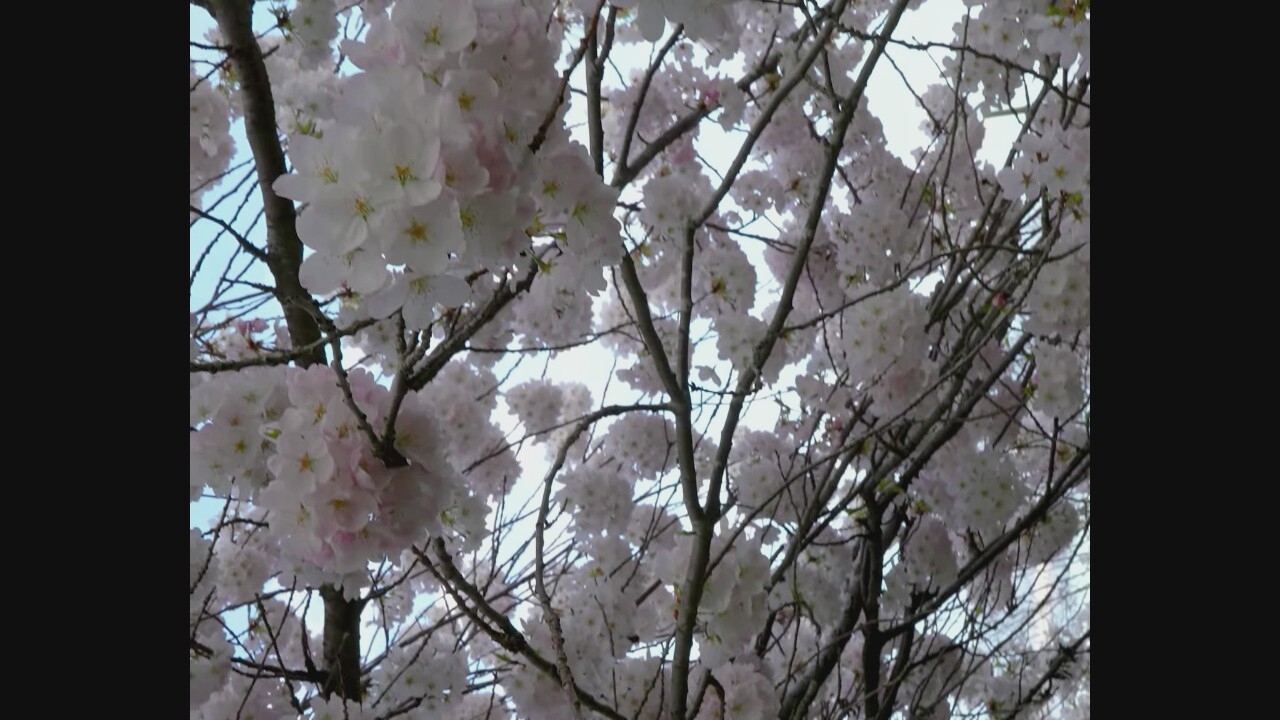 The image shows a close-up view of a cherry blossom tree in bloom, with clusters of delicate pink and white flowers against a pale blue sky. The branches are bare and brown, providing a stark contrast to the soft petals. The overall impression is one of natural beauty and the arrival of spring. While the image itself does not provide specific location details, cherry blossom trees are a prominent feature in Vancouver, Canada, particularly during the spring months, and are commonly found in parks such as Queen Elizabeth Park and Stanley Park, as well as along city streets.