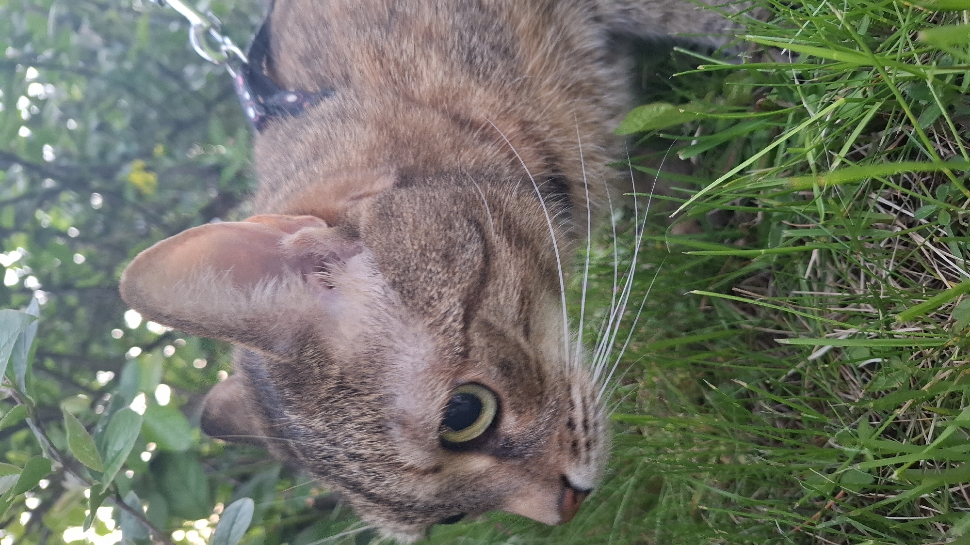 A close-up, low-angle shot depicts a tabby cat, wearing a harness, nose down near a patch of grass. The cat is positioned in the upper center of the frame. Its right ear is visible, and one green eye is open. The cat's whiskers are white and prominent against the green grass. A black harness with a chain attachment is visible above the cat's head. The background shows blurred greenery and hints of sunlight. The location is not identified in the image.