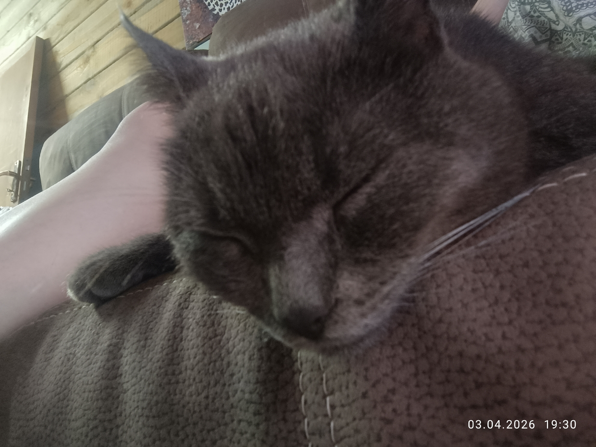 A close-up shot of a gray cat sleeping on a brown couch. A pale arm is visible to the left of the cat. The background includes wooden planks and patterned fabric. The timestamp "03.04.2026 19:30" is at the bottom right corner. The location is purportedly Chaikovsky, Russia.