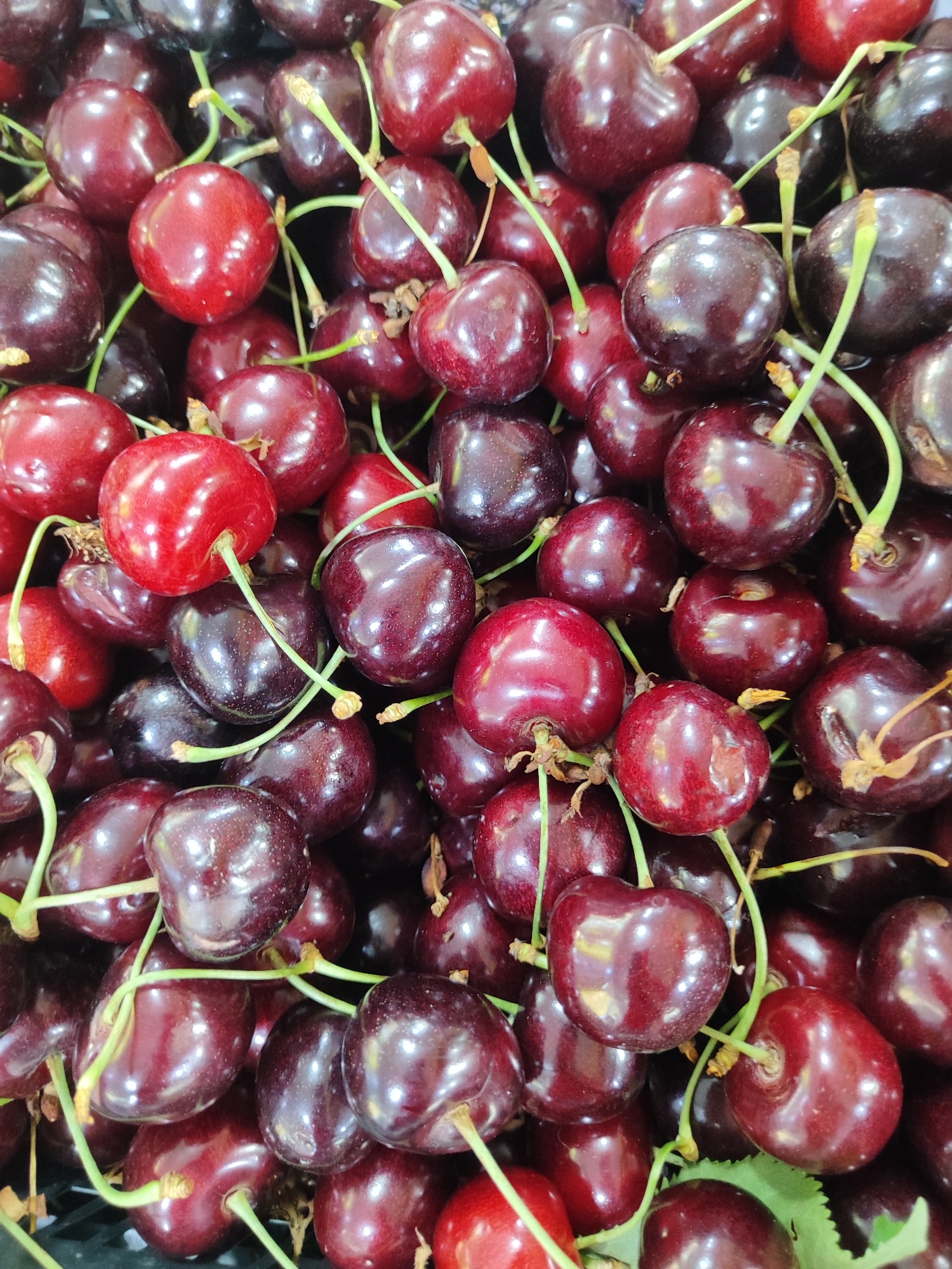 A close-up, overhead shot shows a pile of dark red cherries. The cherries are round and plump, with smooth, glossy skins that reflect the light. Some of the cherries have their stems still attached, which are thin and green. The pile appears to be in a container, possibly a market stall or a grocery store display, as indicated by a dark, gridded surface visible at the bottom of the image. The lighting is bright and even, highlighting the vibrant color of the fruit. The background is filled with more cherries, creating a sense of abundance. No people or other objects are visible in the frame.