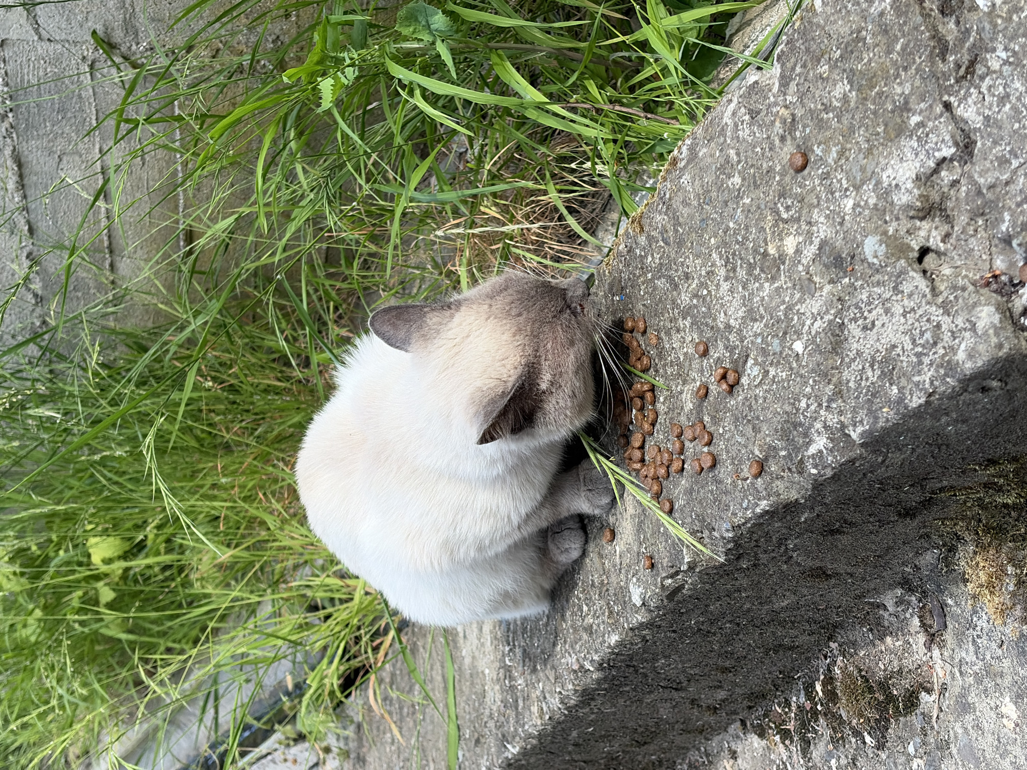 An outdoor medium shot captures a cream-colored cat with dark points on its ears and face, eating dry kibble scattered on a concrete ledge. The cat is positioned in the center of the frame, hunched over the food, its head down. To the right and behind the cat, tall green grass grows against a textured gray wall, suggesting an urban edge or overgrown area. The concrete ledge appears weathered and uneven, with some moss and debris present. The overall lighting indicates it is daytime, with natural light illuminating the scene. The location is identified as Sochi, Russia, implying a setting possibly near a park, embankment, or the outskirts of a residential area within the city.