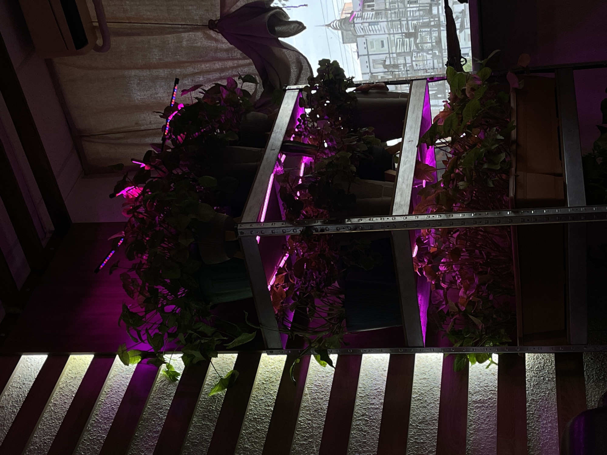 The image shows a multi-tiered plant shelf with plants growing under pink LED lights. The shelves are constructed of a metal frame. In the background, a window reveals a cityscape, likely a rendering or photograph. A textured, light-colored curtain hangs near the window. Below the plant shelf, a wooden slat wall is illuminated by white lights. The location and city cannot be verified based solely on the image.