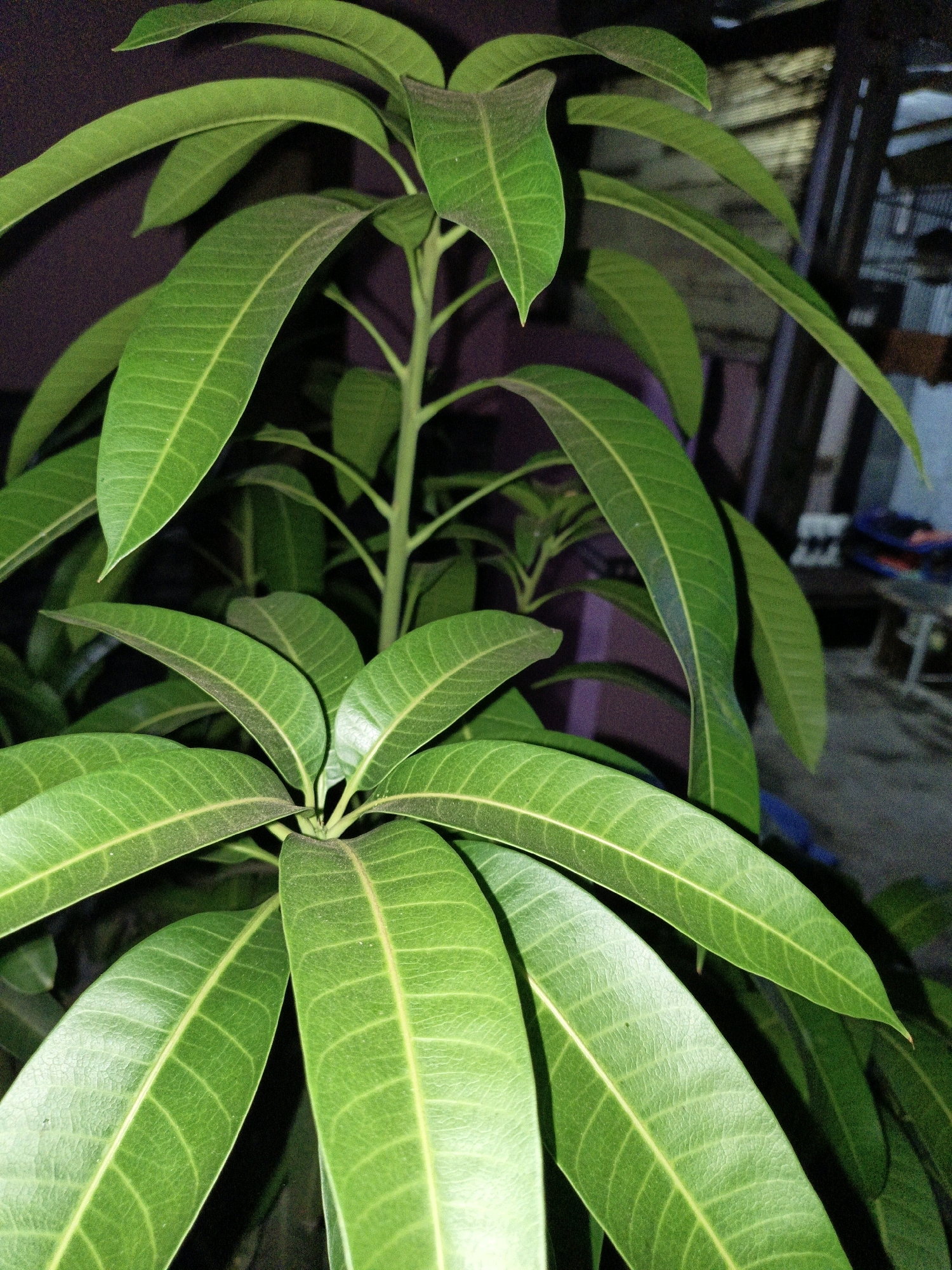 This is a close-up, portrait-oriented photograph of a young mango tree's leaves. The leaves are a vibrant green with prominent yellow-green veins. The texture of the leaves appears slightly dusty, and some edges show a faint reddish-brown tint, suggesting new growth or slight damage. The background is out of focus, showing dark purple and a blurred industrial or storage area with some shelving and objects, possibly in Cikal, Indonesia. The lighting is dim, creating shadows and highlighting the glossy surface of the leaves. There are no people or animals visible in the image.