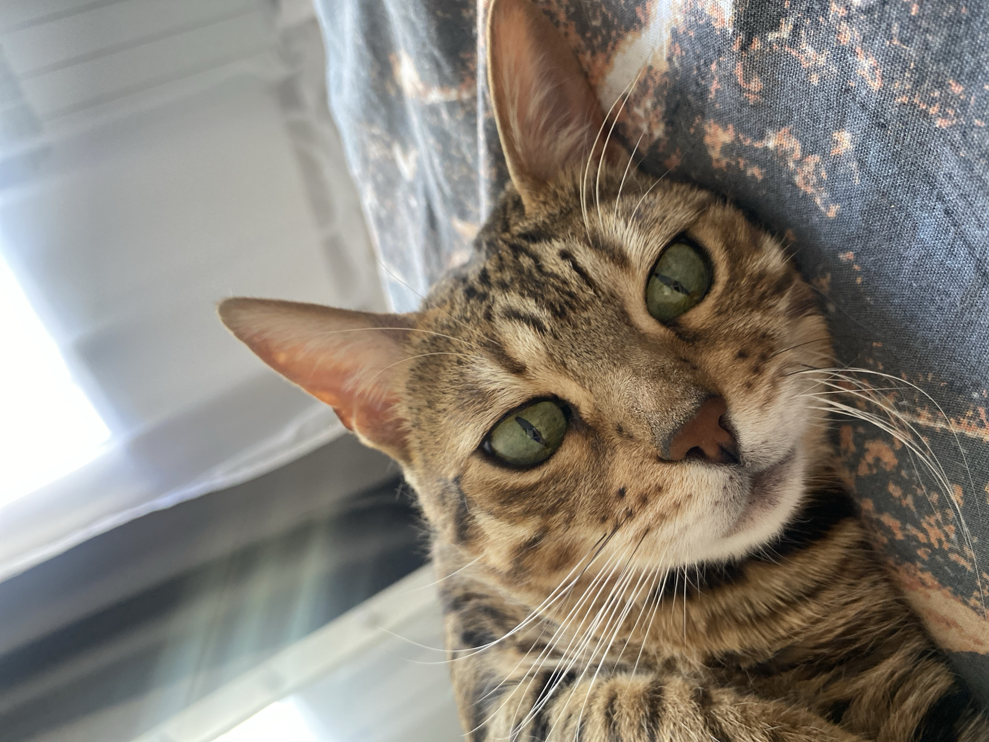 A close-up photograph features a Bengal cat with striking green eyes. The cat's fur is patterned with brown and black spots and stripes. Its head is tilted slightly towards the viewer, with one ear fully visible and the other partially obscured. White whiskers extend from its muzzle. The cat rests against a gray fabric with a mottled brown pattern. A bright, blurry light source, likely from a window, is visible on the left side of the image.
The location of the photograph in the city of Chaikovsky, Russia, cannot be determined from the image itself.