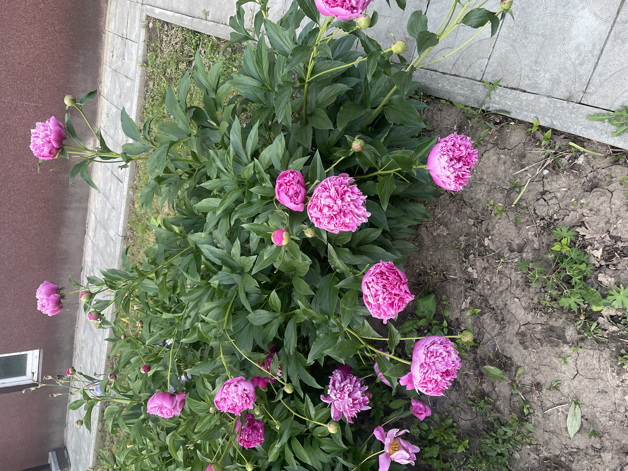 This media file captures a vibrant peony bush in full bloom, set within an outdoor garden in Rozsoshentsi, Ukraine. The central subject is a large, leafy bush covered with numerous fuchsia-pink peonies at various stages of development. Many flowers are fully open, showcasing their dense, ruffled petals, while others are tightly closed buds or partially unfurled. The foliage is a rich dark green, providing a lush backdrop for the bright blossoms.
The peony bush is planted in dry, cracked soil, interspersed with sparse weeds and small patches of grass, indicating a period of dryness. To the left of the bush, a reddish-brown building or wall is visible, featuring a small, rectangular white window near the bottom. A grey paved pathway, made of concrete or stone slabs, borders the garden bed, separating it from the building and potentially another area. The image is captured in natural daylight, with soft, even lighting suggesting either morning or late afternoon. No people or visible text are present. The overall scene conveys the beauty and resilience of blooming flowers in a domestic outdoor setting.
