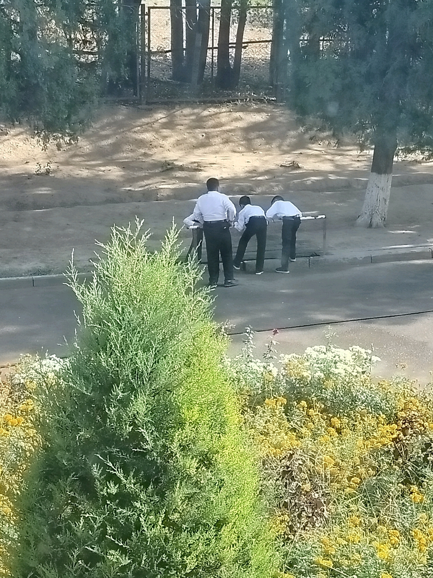 In the city of Kölkent, Kazakhstan, an outdoor scene unfolds on a paved surface with a dirt area behind it, separated by a low metal barrier. A large, mature green coniferous tree dominates the foreground on the left, with a dense cluster of yellow wildflowers to its right. In the middle ground, three individuals, appearing to be young men in matching white shirts and dark trousers, are gathered around the metal barrier. One individual stands on the far left, facing away from the viewer. Two other individuals are positioned closer to the barrier, leaning over it. The environment suggests a park or an outdoor educational space, with trees and shadows visible in the background.