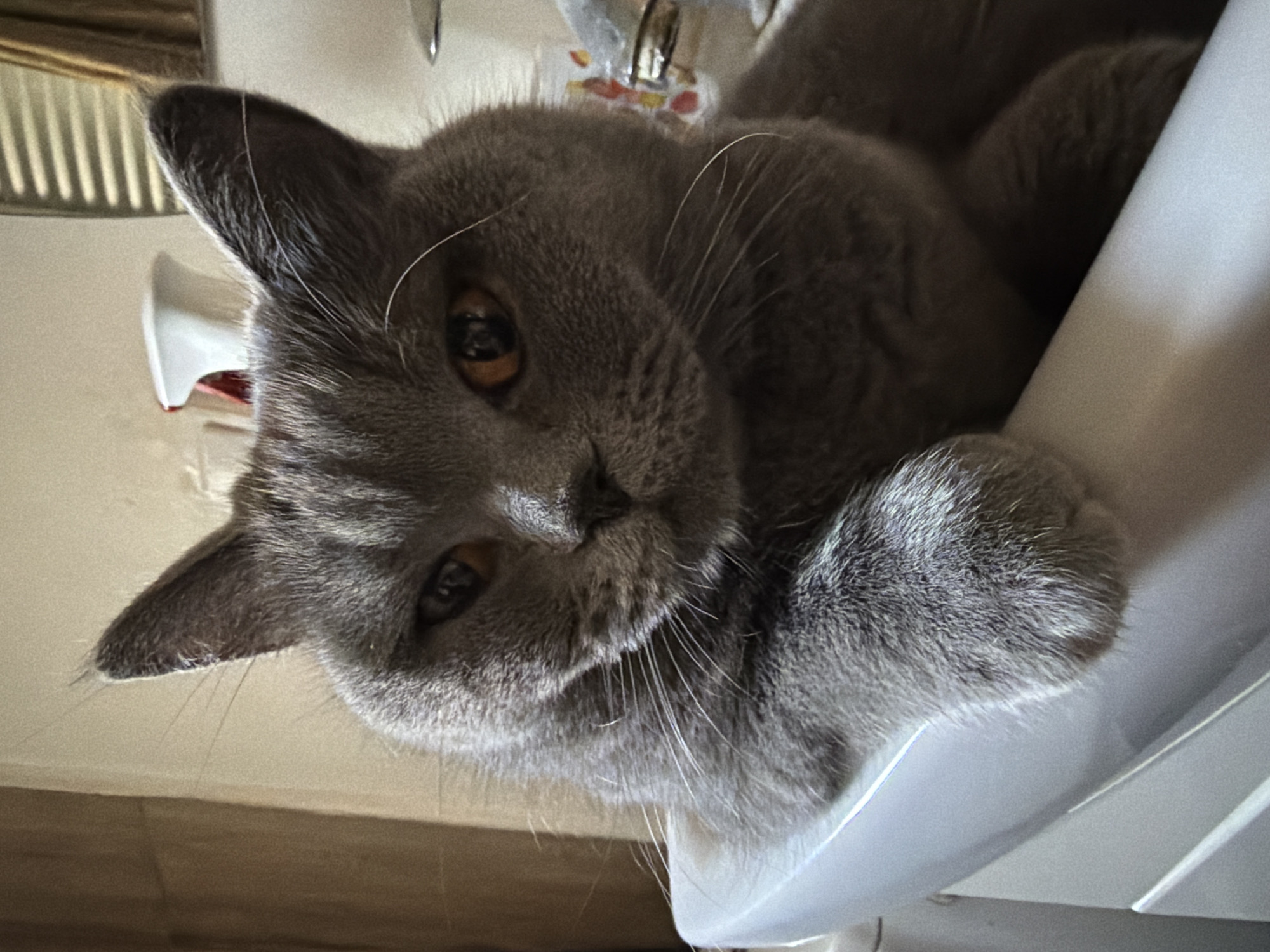 A close-up, eye-level, medium shot captures a British Shorthair cat with grey fur and copper-colored eyes. The cat is resting its front paws on the edge of a white, porcelain toilet tank, with its body facing towards the right of the frame. The background consists of a muted, beige-colored wall and a window with horizontal blinds. There is a white and red object, possibly a cleaning bottle, visible behind the cat's left ear. The overall scene appears to be an indoor bathroom setting.