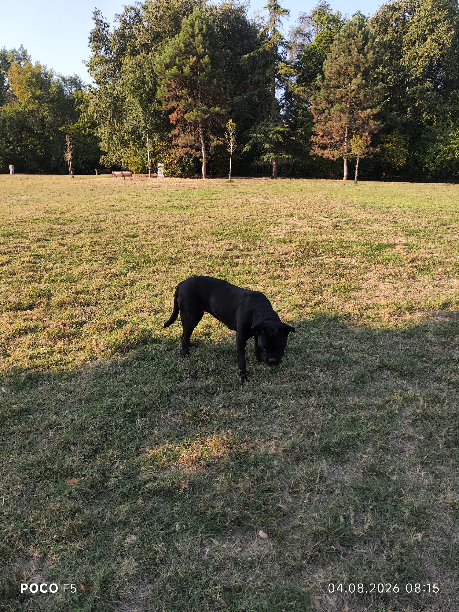 A black dog is sniffing the ground in a grassy park. The dog is in the center of the frame, facing downwards. In the background, there are trees and a clear blue sky. The grass is a mixture of green and dry, with patches of sunlight. The overall impression is of a peaceful, outdoor scene. The image was taken in the city of Collecchio, Italy, as indicated by the location tag on the photo.