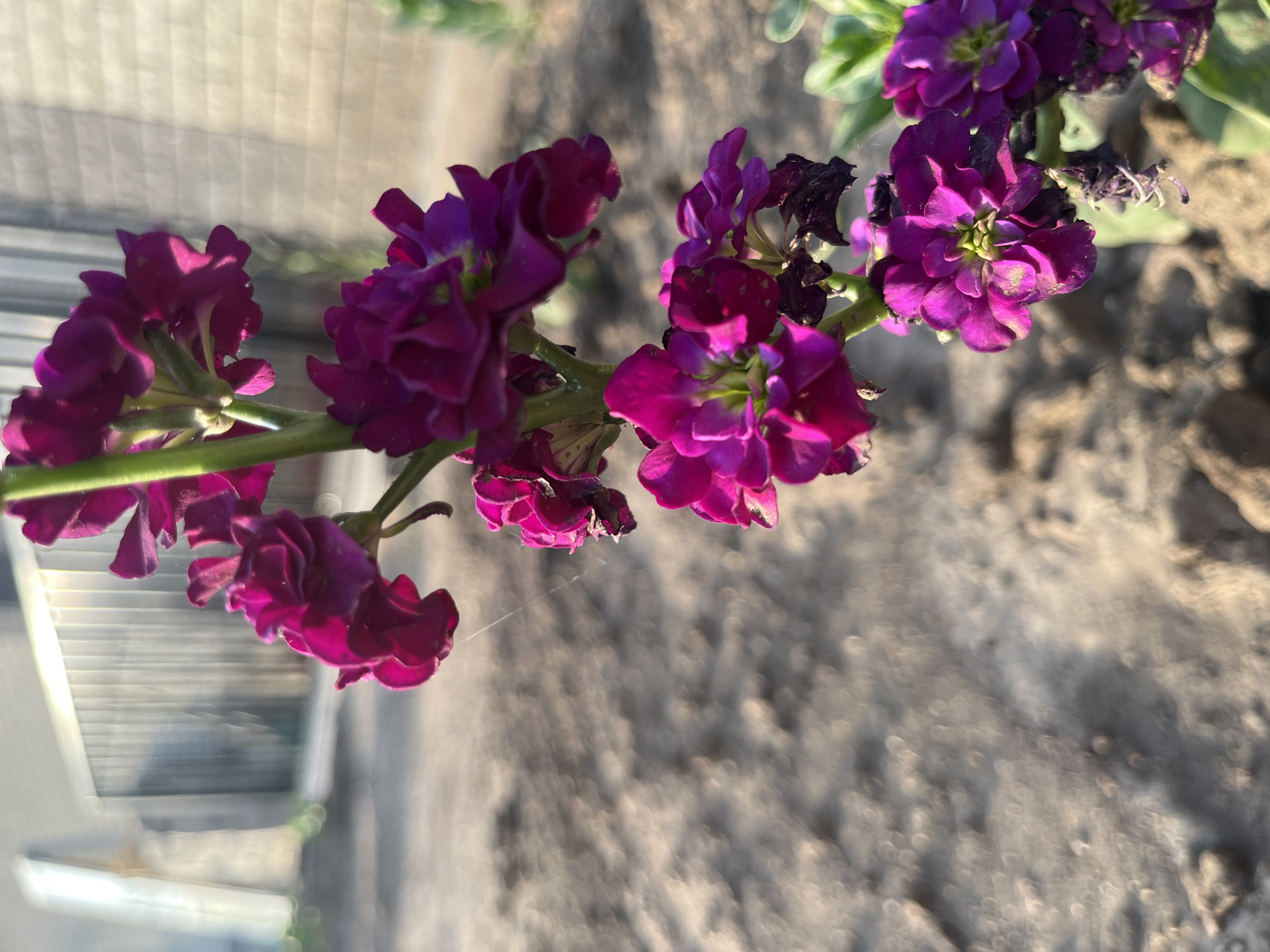 A close-up shot showcases a spray of vibrant purple flowers, likely stock flowers, against a blurred background. The flowers are detailed, with visible petals and some signs of wilting and dryness on a few. A thin strand of spiderweb is also visible, adding a delicate detail.
The background is divided into two distinct areas. The left side of the image features a blurred, out-of-focus view of what appears to be a window or glass structure with horizontal blinds or panes casting light patterns. The right side of the image is a very blurred, earthy texture, suggesting the flowers are planted in soil or ground.
The lighting suggests it is either early morning or late afternoon, with the sun casting long shadows and highlighting the flowers. The overall mood is natural and serene, focusing on the beauty of the flowers in an outdoor setting. There is no visible text in the image. The location context provided is Aqsu city administration, Kazakhstan.