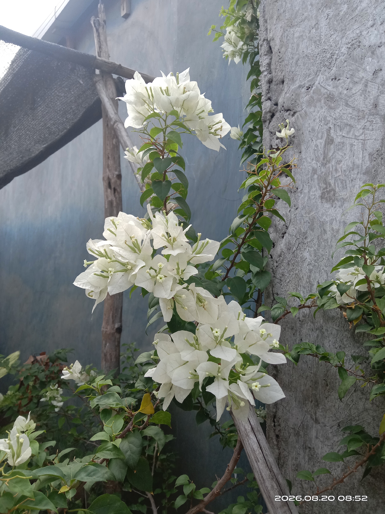 In Gudo, Indonesia, on August 20, 2026, at 8:52 AM, white bougainvillea flowers bloom against a textured concrete wall. The plant's branches, adorned with vibrant green leaves, twist and climb the wall, with some stems supported by weathered wooden poles. A dark mesh shade structure is visible in the upper left quadrant of the image, casting shadows. The background is a gradient of muted blue, suggesting an outdoor setting. The scene is static, with no human presence or activity.